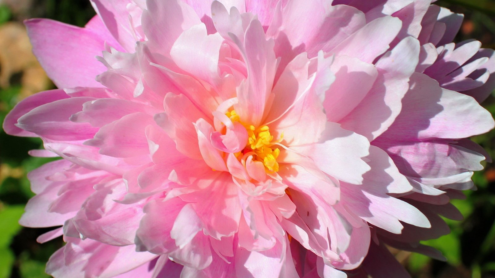 Обои цветок, лепестки, бутон, розовый, пион, flower, petals, bud, pink, peony разрешение 2562x1708 Загрузить