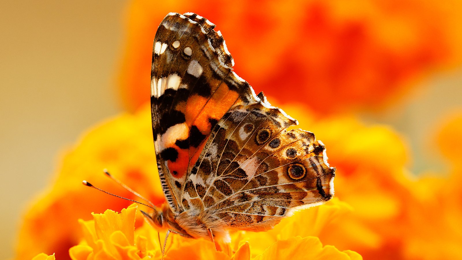 Обои цветы, насекомое, бабочка, крылья, мотылек, flowers, insect, butterfly, wings, moth разрешение 1920x1280 Загрузить