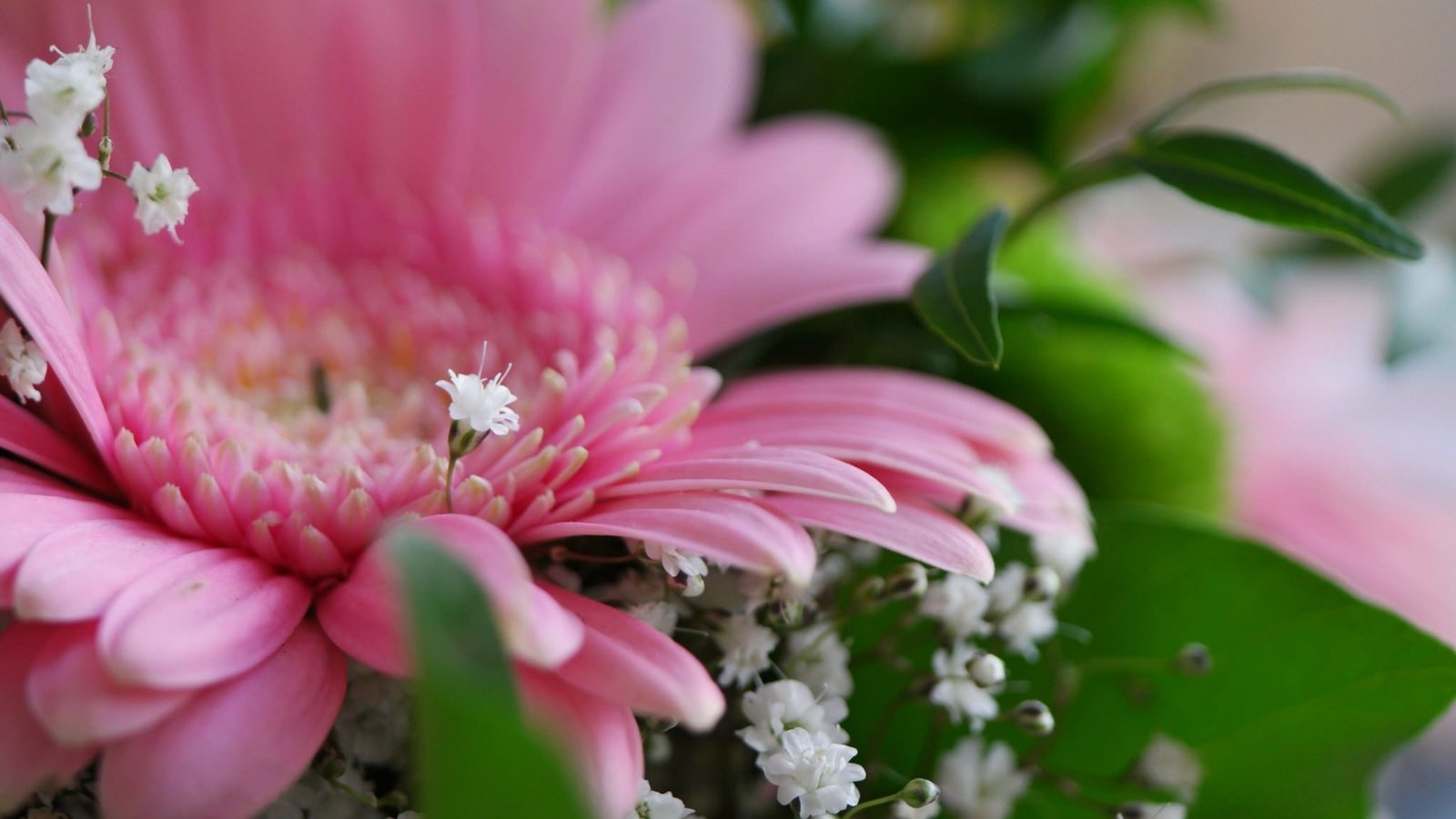 Обои цветы, букет, герберы, гипсофила, flowers, bouquet, gerbera, gypsophila разрешение 1920x1200 Загрузить