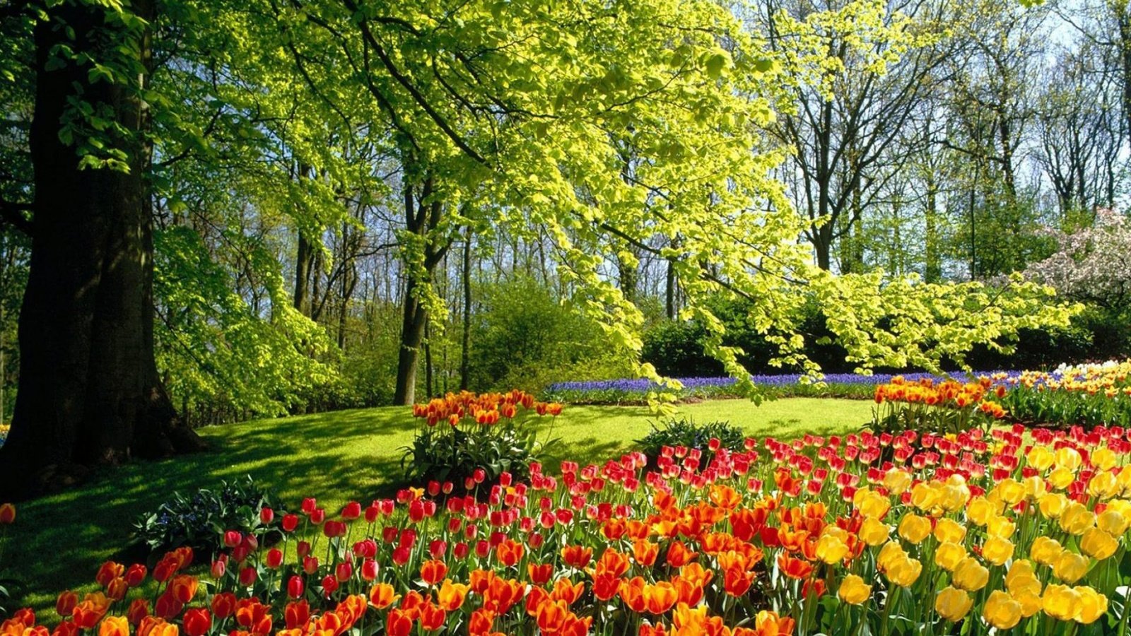 Обои цветы, деревья, лес, парк, поляна, тюльпаны, flowers, trees, forest, park, glade, tulips разрешение 1920x1200 Загрузить