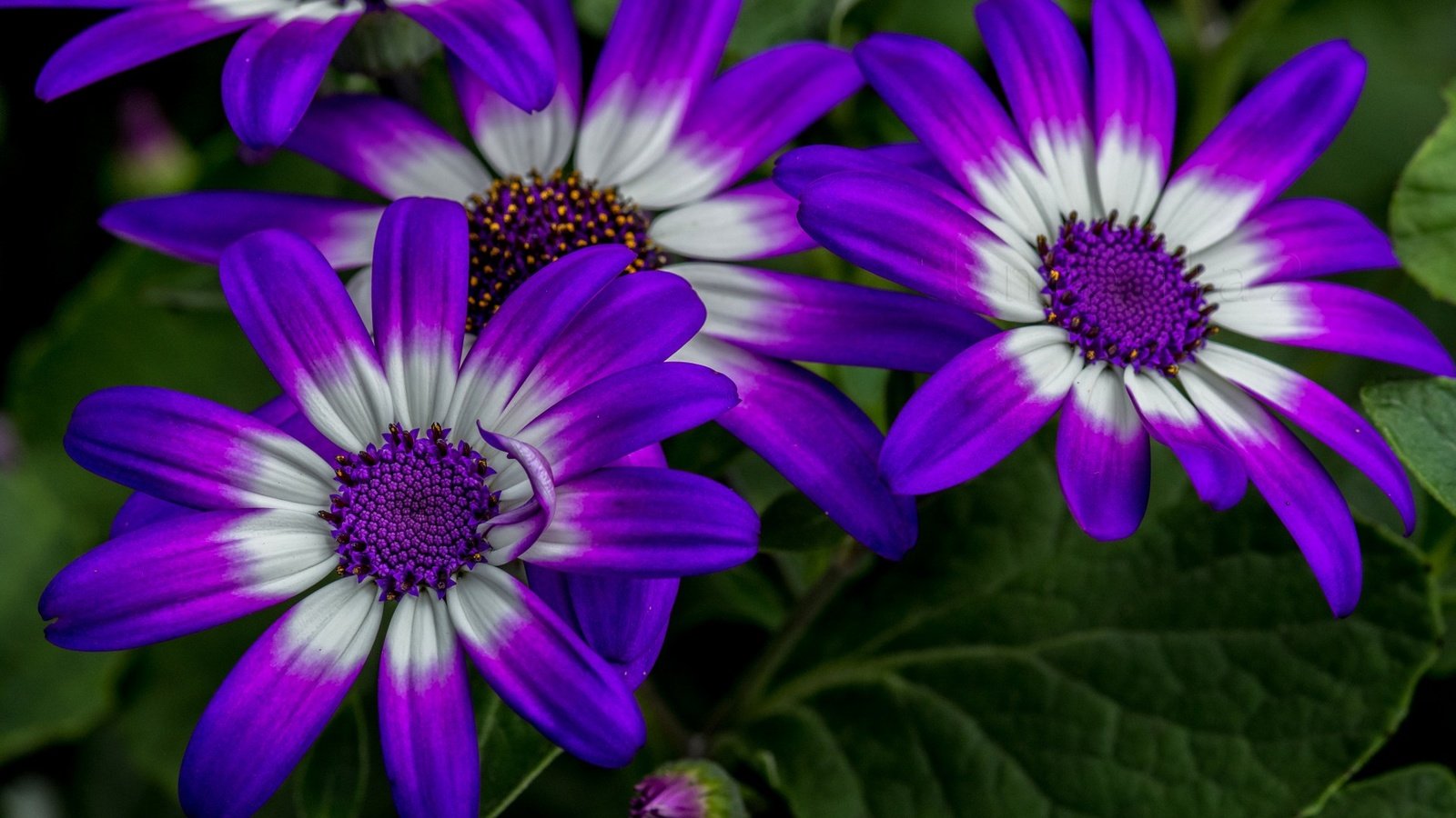 Обои цветы, макро, лепестки, остеоспермум, flowers, macro, petals, osteospermum разрешение 1920x1200 Загрузить