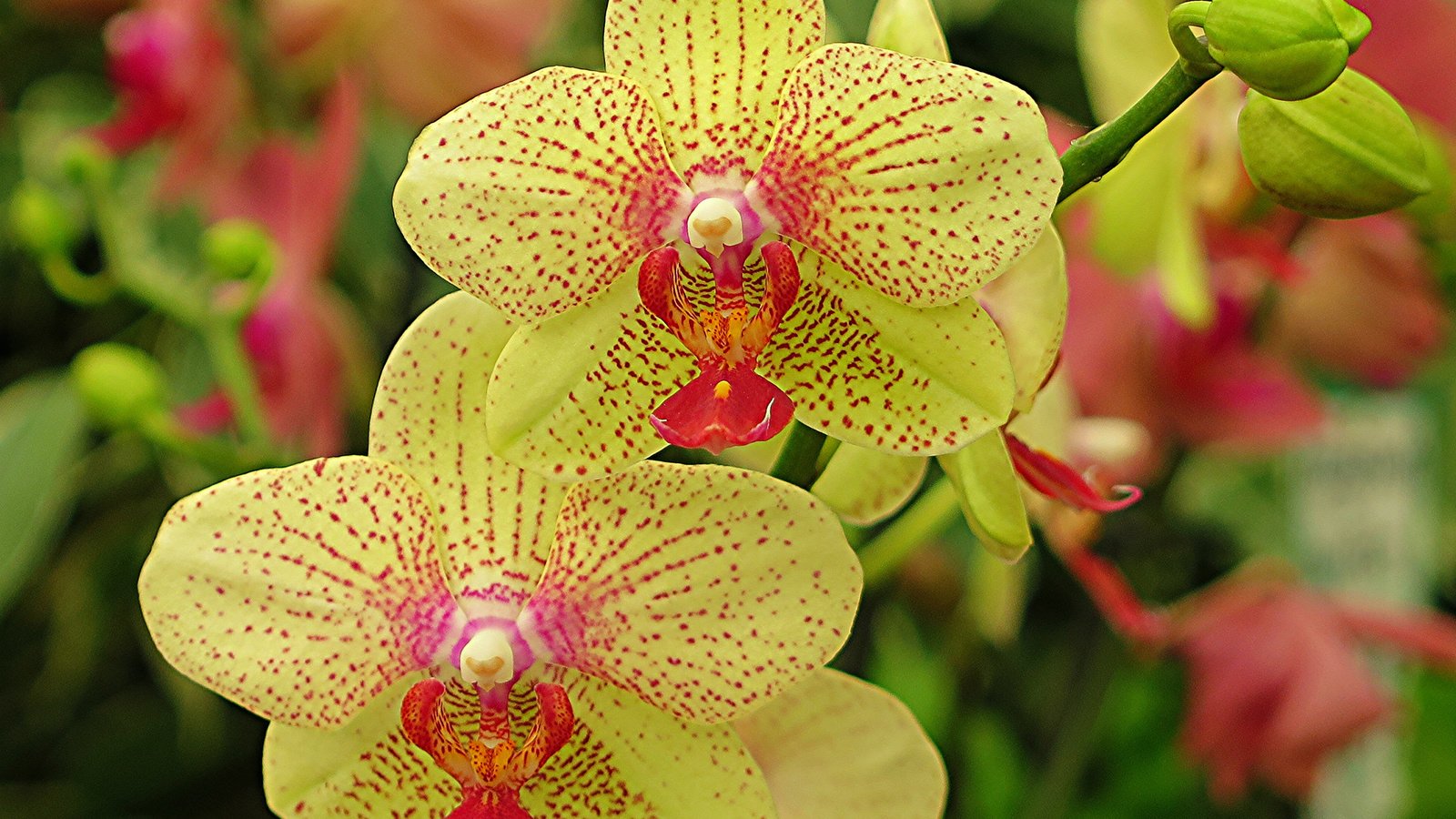 Обои цветы, лепестки, орхидея, флора, flowers, petals, orchid, flora разрешение 2048x1536 Загрузить