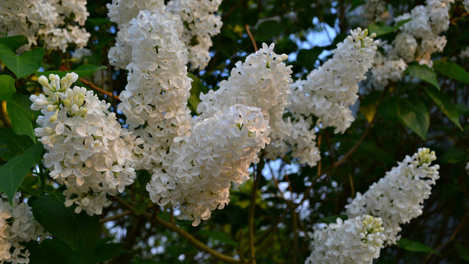 Обои цветы, цветение, весна, белая, сирень, flowers, flowering, spring, white, lilac разрешение 2048x1365 Загрузить