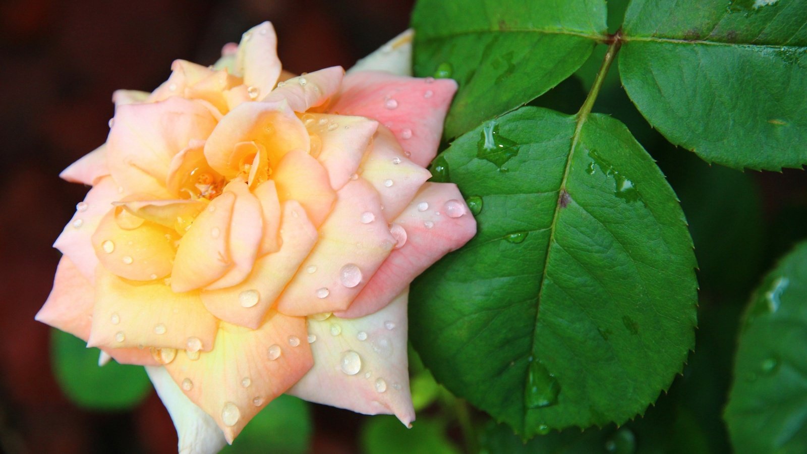 Обои цветы, капли, капля, роза, бутон, куст, flowers, drops, drop, rose, bud, bush разрешение 1920x1200 Загрузить