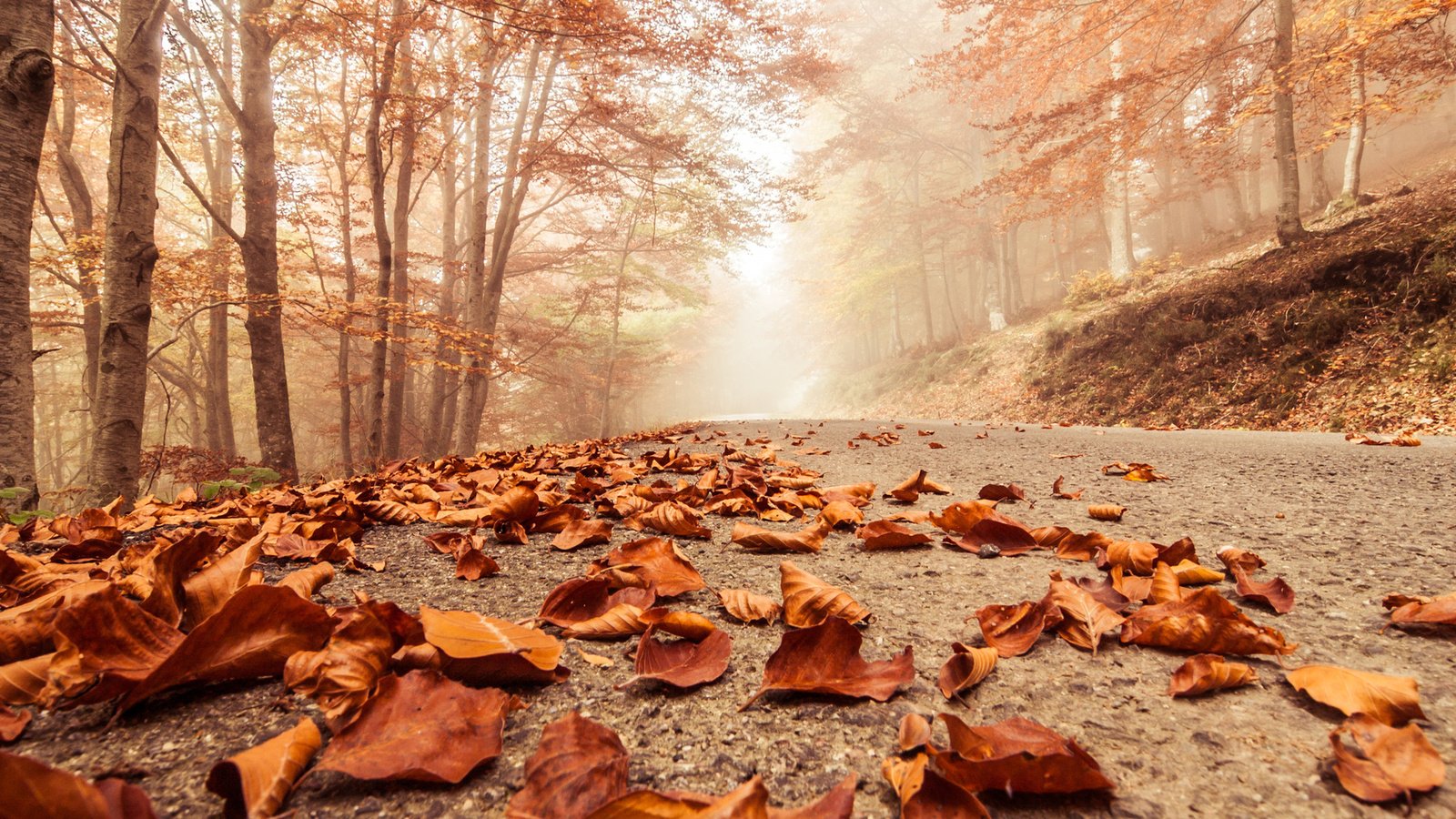 Обои деревья, листья, парк, осень, тропа, trees, leaves, park, autumn, trail разрешение 1920x1080 Загрузить