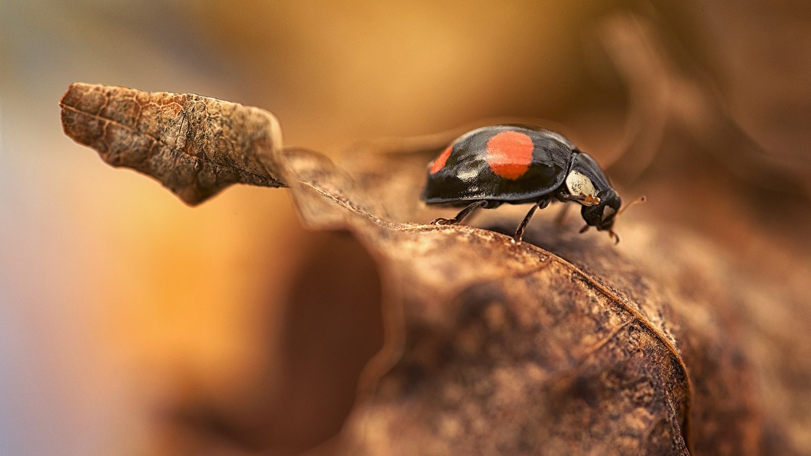 Обои природа, макро, насекомое, фон, осень, лист, божья коровка, nature, macro, insect, background, autumn, sheet, ladybug разрешение 2048x1367 Загрузить