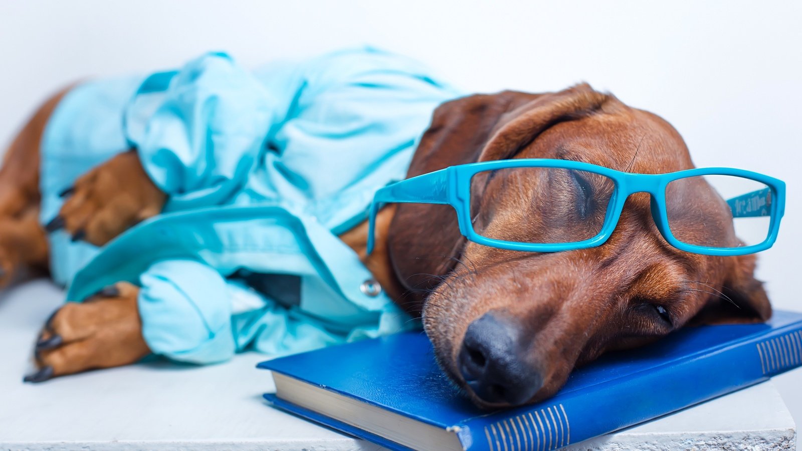 Обои морда, книга, очки, рубашка, собака, лежит, спит, отдыхает, юмор, такса, face, book, glasses, shirt, dog, lies, sleeping, resting, humor, dachshund разрешение 2554x1600 Загрузить