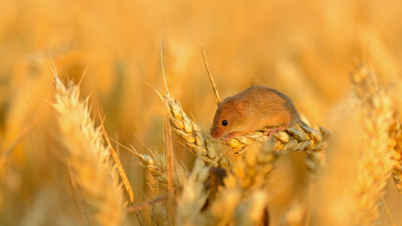 Обои поле, колосья, пшеница, мышь, маленькая, зерно, колосок, field, ears, wheat, mouse, little, grain, spike разрешение 2048x1340 Загрузить