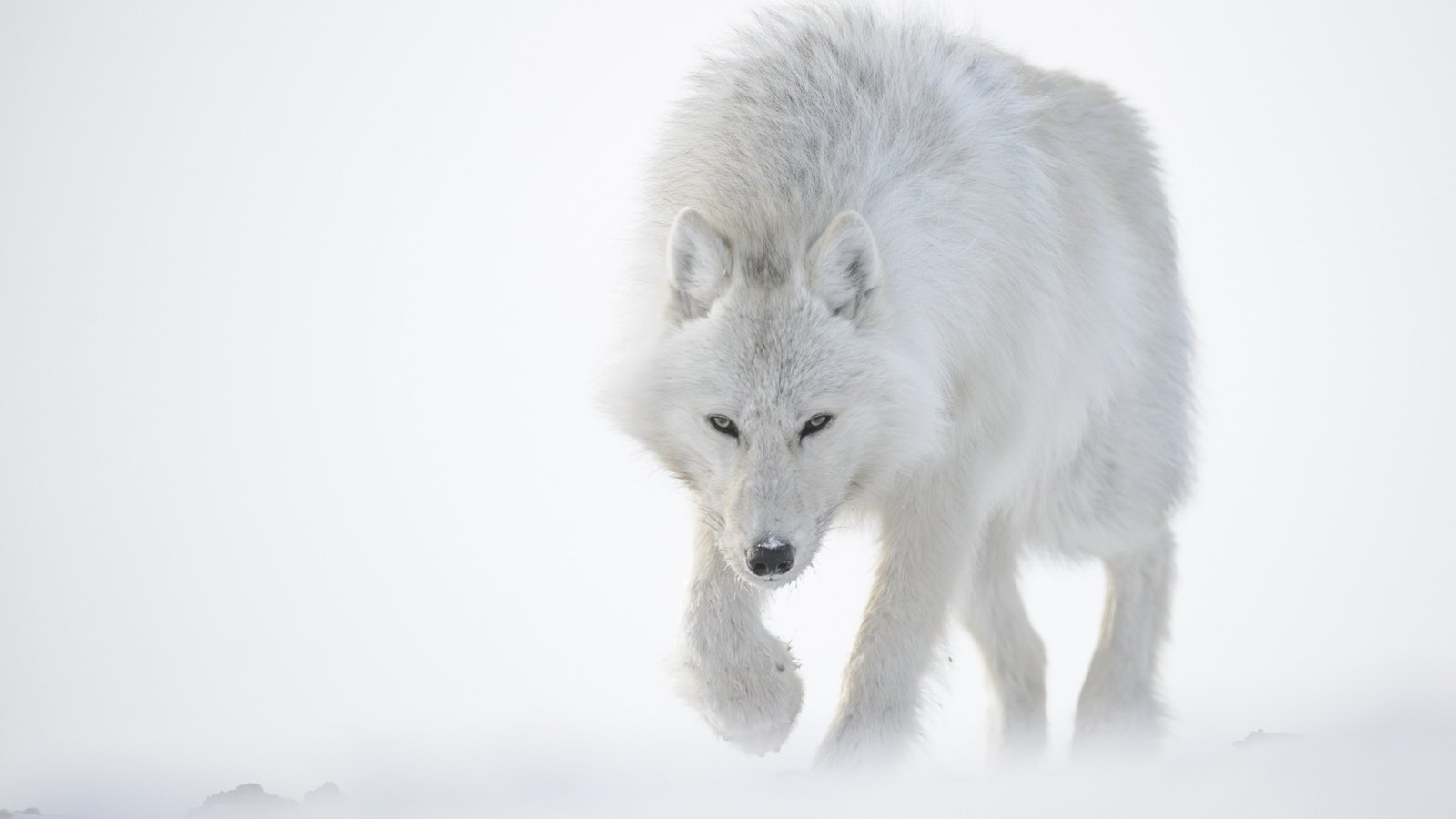 Обои снег, зима, белый, хищник, волк, полярный, snow, winter, white, predator, wolf, polar разрешение 2560x1600 Загрузить