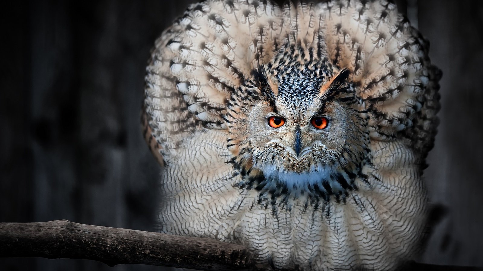 Обои сова, ветка, взгляд, птица, клюв, перья, филин, owl, branch, look, bird, beak, feathers разрешение 3600x2290 Загрузить