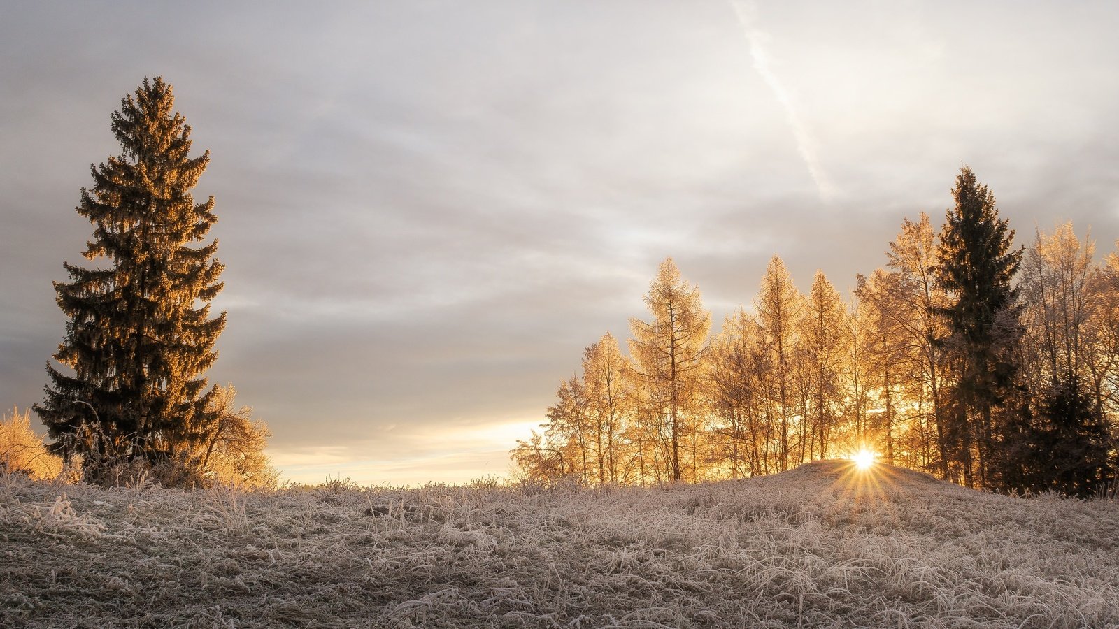 Обои свет, деревья, солнце, зима, лучи, утро, иней, light, trees, the sun, winter, rays, morning, frost разрешение 2048x1280 Загрузить