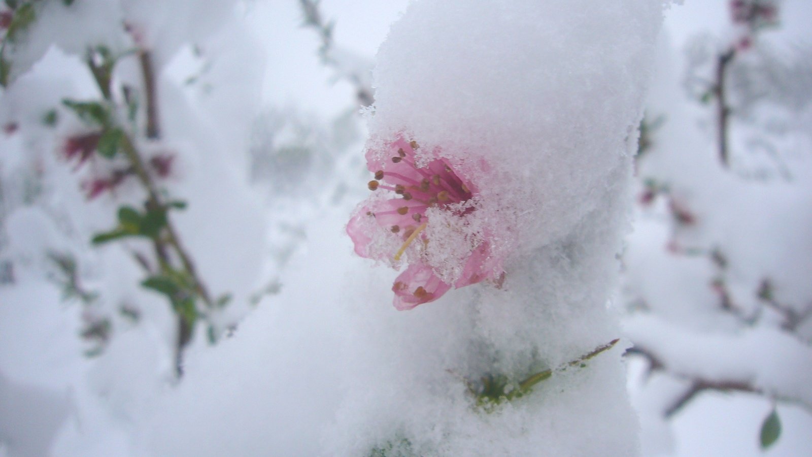 Обои цветы, снег, природа, цветение, фон, весна, flowers, snow, nature, flowering, background, spring разрешение 2816x2112 Загрузить