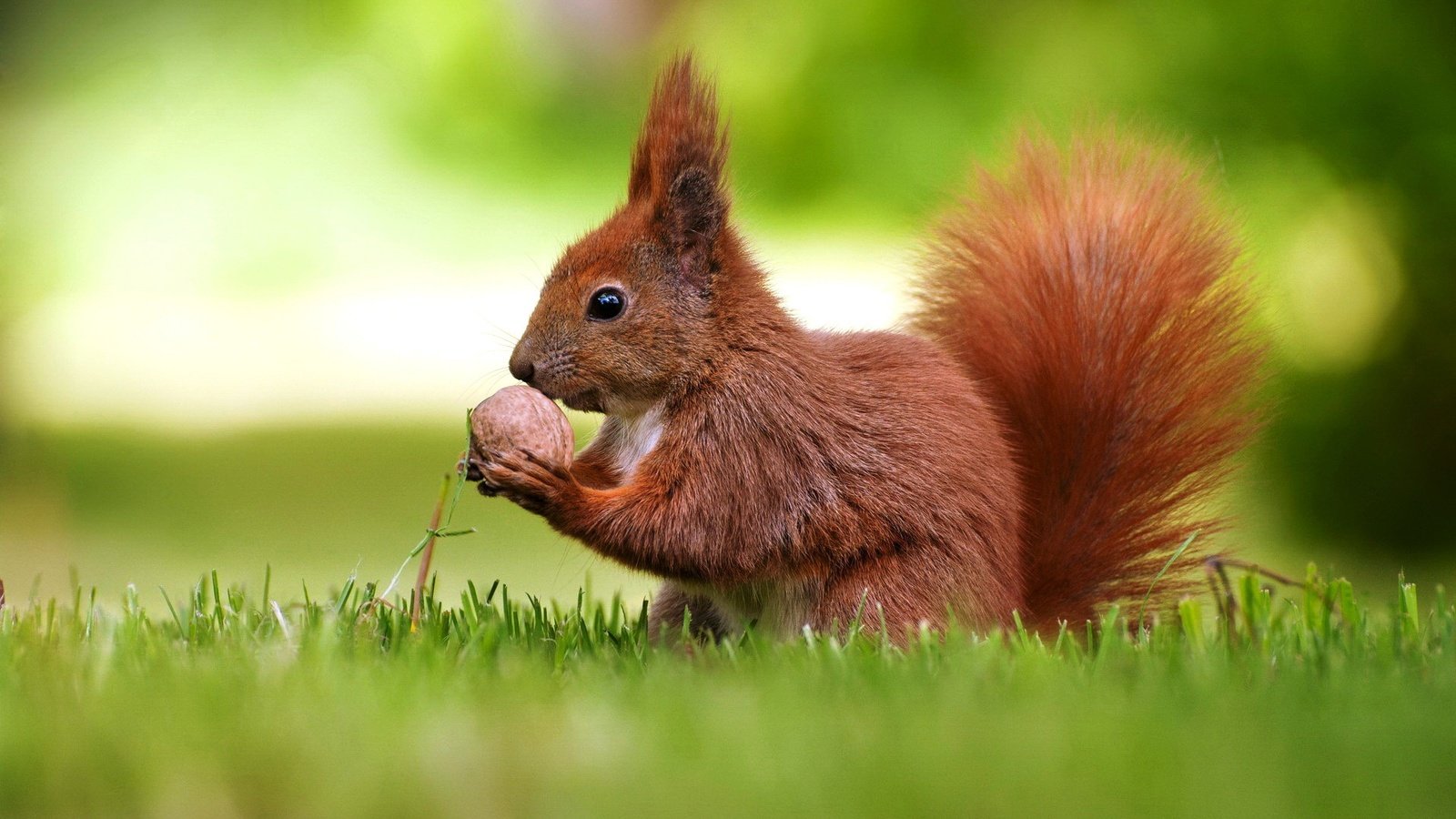 Обои трава, белка, хвост, орех, боке, белочка, грызун, grass, protein, tail, walnut, bokeh, squirrel, rodent разрешение 1920x1200 Загрузить