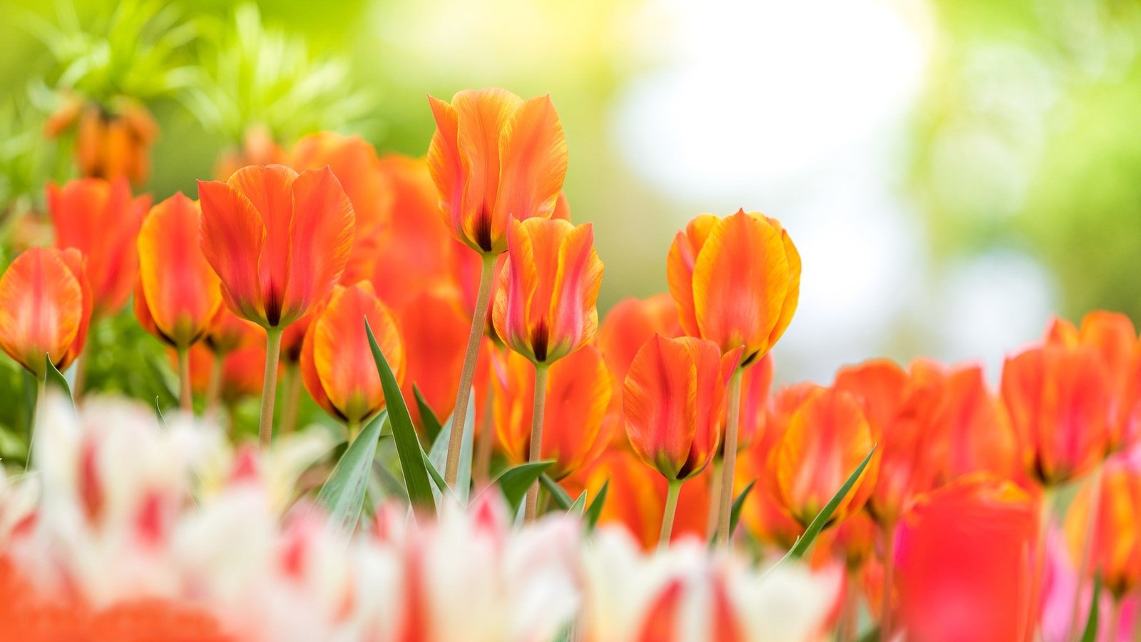 Обои цветы, бутоны, весна, тюльпаны, боке, flowers, buds, spring, tulips, bokeh разрешение 2048x1152 Загрузить