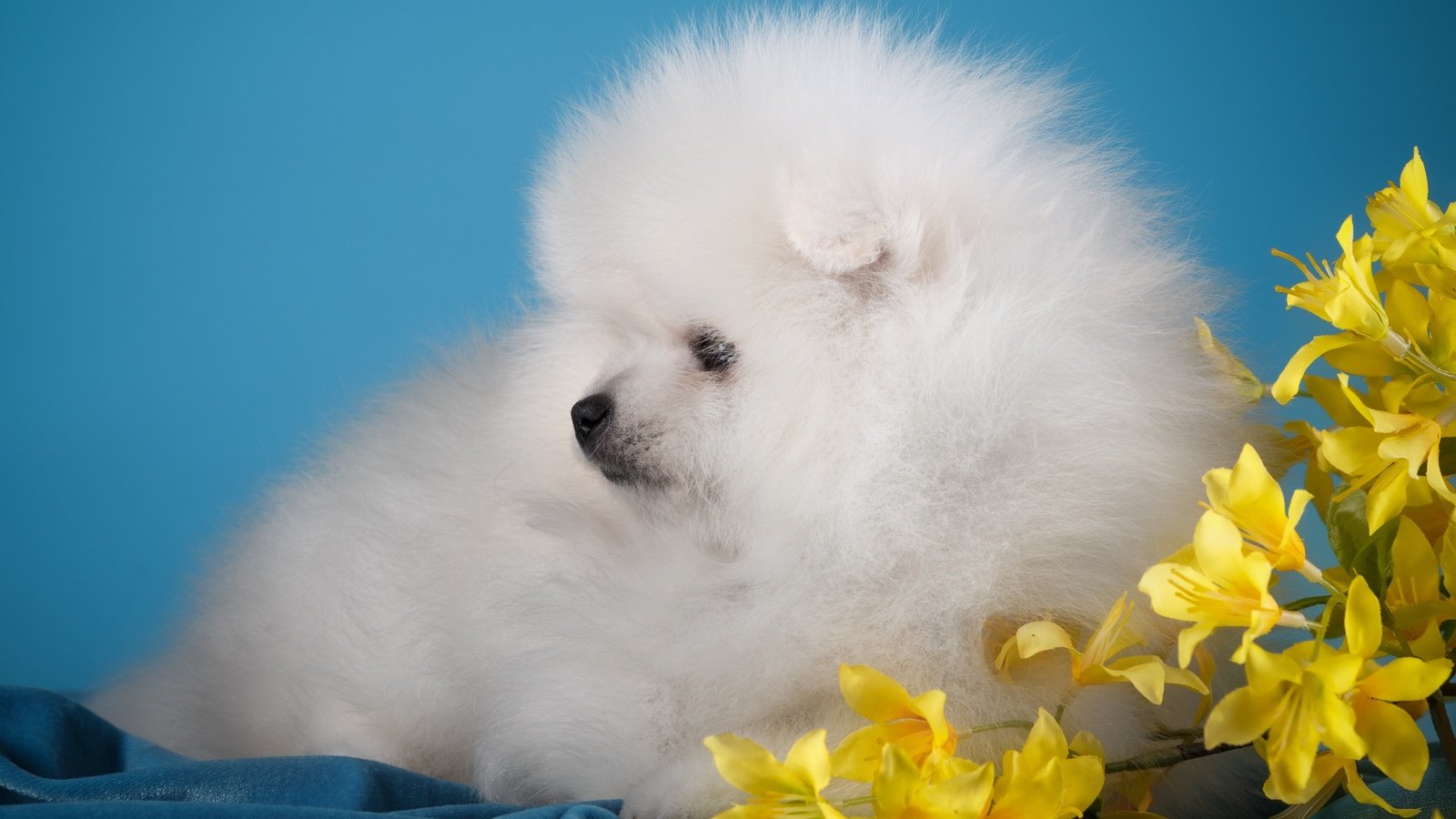 Обои цветы, белый, собака, щенок, милый, шпиц, flowers, white, dog, puppy, cute, spitz разрешение 3000x1955 Загрузить