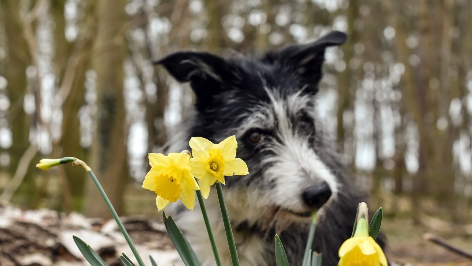 Обои цветы, фон, собака, весна, нарциссы, бордер-колли, pogmomadra, flowers, background, dog, spring, daffodils, the border collie разрешение 2048x1379 Загрузить