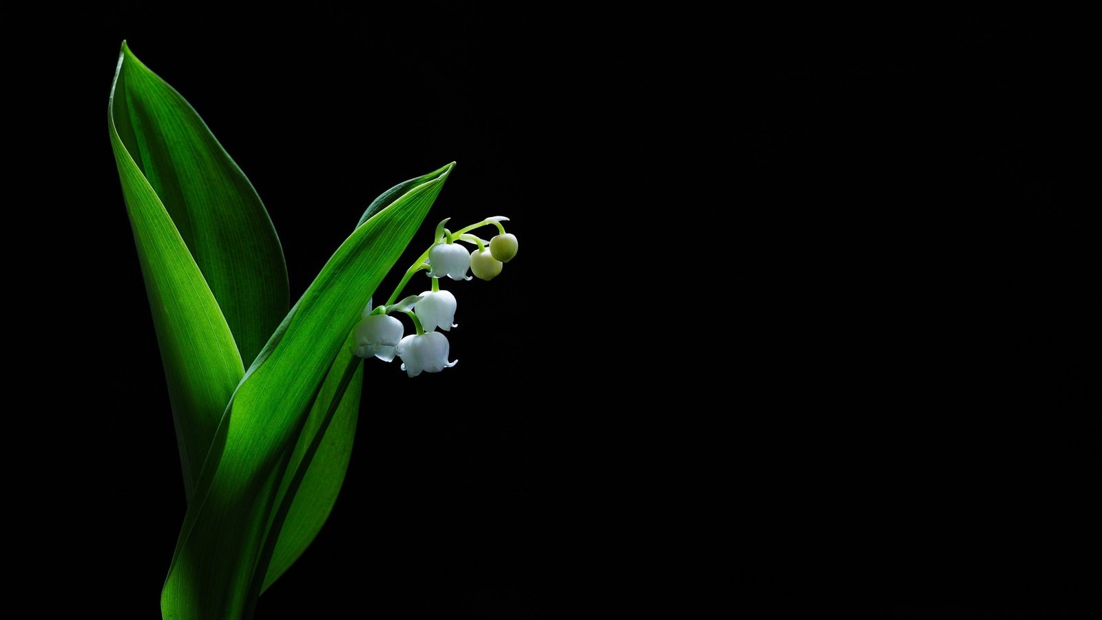 Обои цветы, фон, черный фон, ландыш, convallaria majalis, flowers, background, black background, lily of the valley разрешение 2048x1365 Загрузить