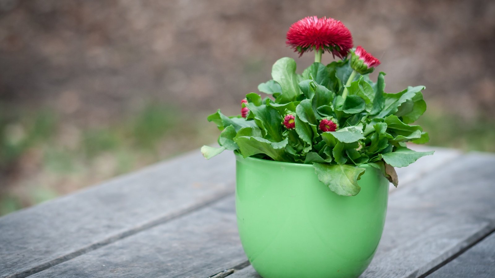 Обои цветы, листья, горшок, астры, flowers, leaves, pot, asters разрешение 3456x2304 Загрузить