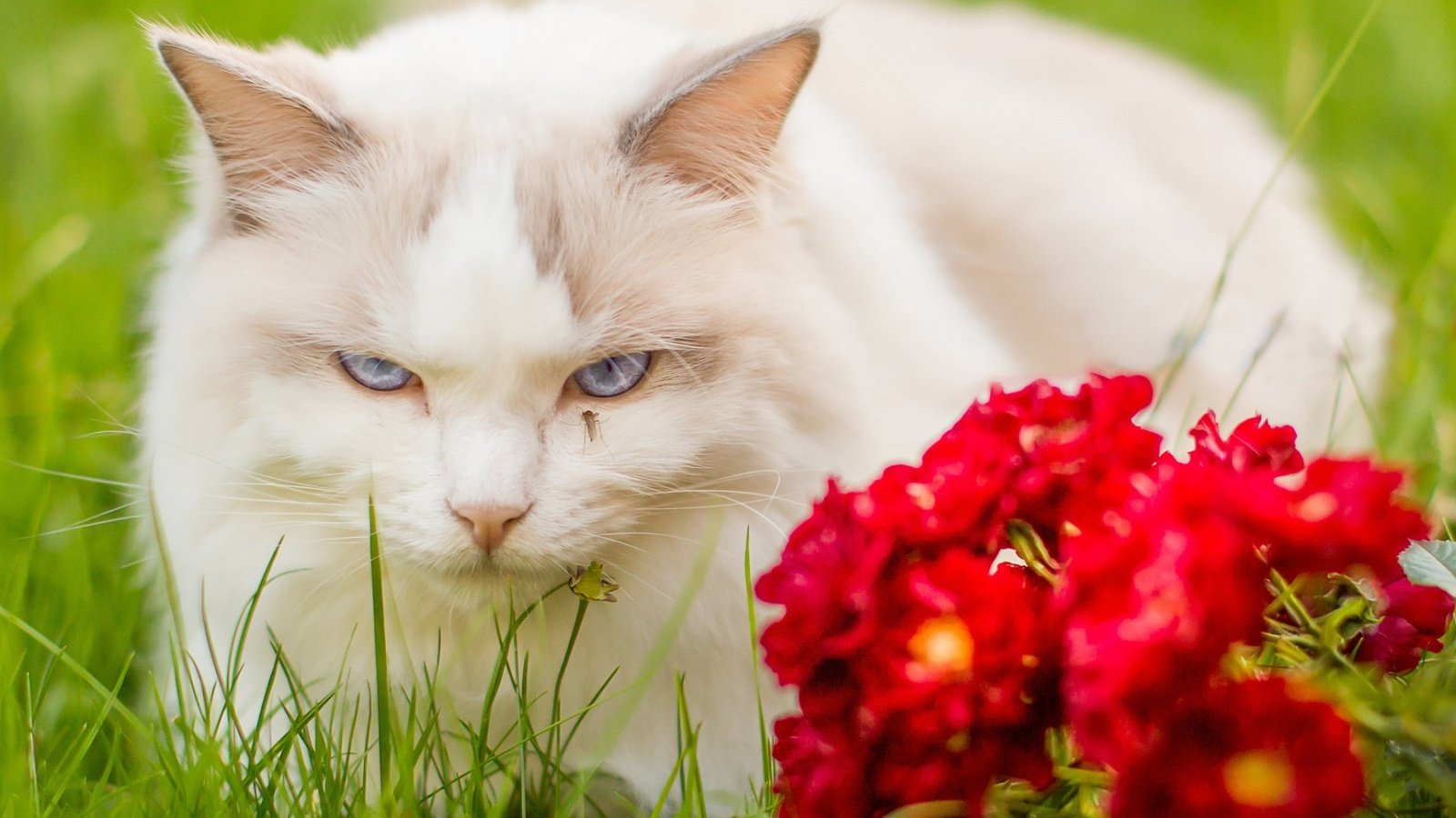 Обои глаза, цветы, мордочка, кошка, взгляд, eyes, flowers, muzzle, cat, look разрешение 1920x1200 Загрузить