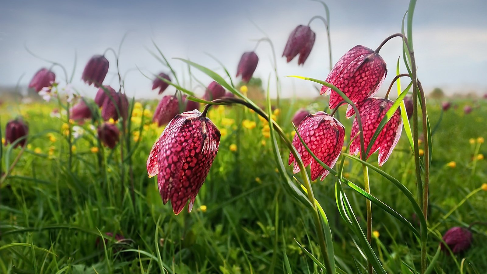 Обои цветы, трава, поле, весна, рябчик шахматный, flowers, grass, field, spring, grouse chess разрешение 1920x1217 Загрузить