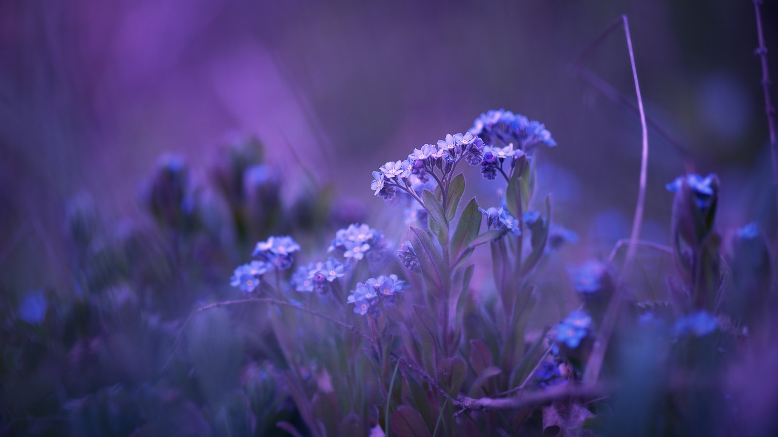 Обои цветы, природа, фон, незабудки, matthias stiefel, flowers, nature, background, forget-me-nots разрешение 2560x1606 Загрузить