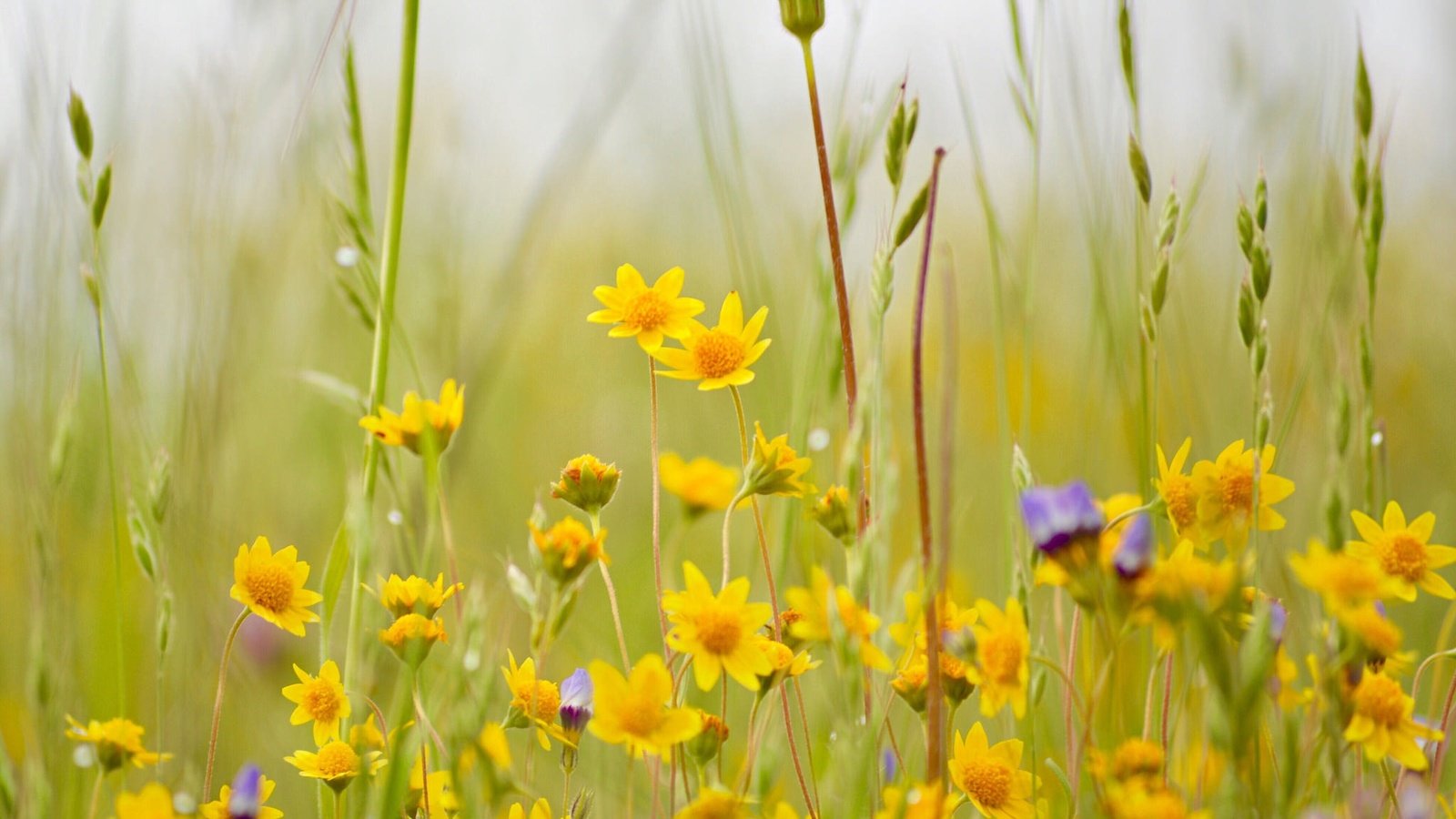 Обои цветы, трава, луг, полевые цветы, боке, flowers, grass, meadow, wildflowers, bokeh разрешение 2048x1362 Загрузить