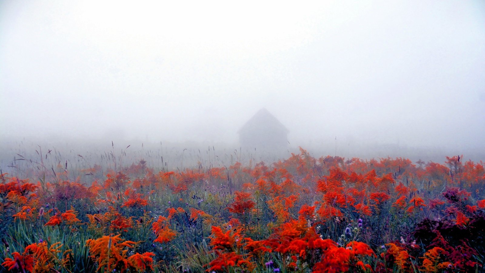 Обои цветы, природа, фон, туман, поле, дом, flowers, nature, background, fog, field, house разрешение 2560x1707 Загрузить