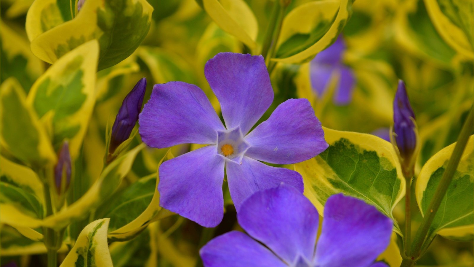 Обои цветы, весна, фиолетовые, барвинок, flowers, spring, purple, periwinkle разрешение 3004x1896 Загрузить