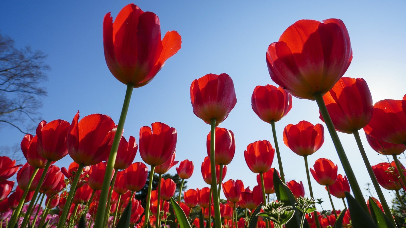 Обои небо, цветы, весна, тюльпаны, the sky, flowers, spring, tulips разрешение 2048x1255 Загрузить