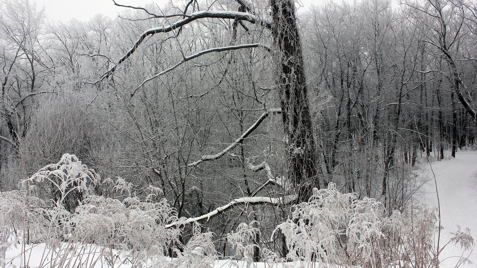 Обои деревья, снег, лес, зима, ветки, мороз, чёрно-белое, trees, snow, forest, winter, branches, frost, black and white разрешение 2560x1707 Загрузить