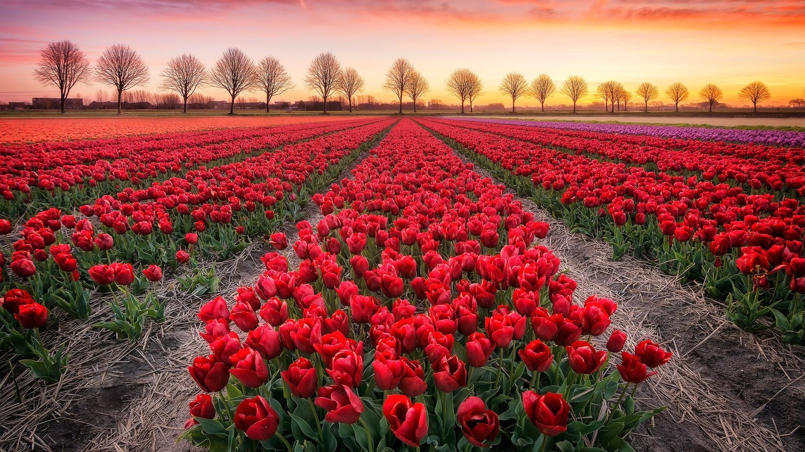 Обои цветы, деревья, закат, поле, тюльпаны, flowers, trees, sunset, field, tulips разрешение 2048x1365 Загрузить