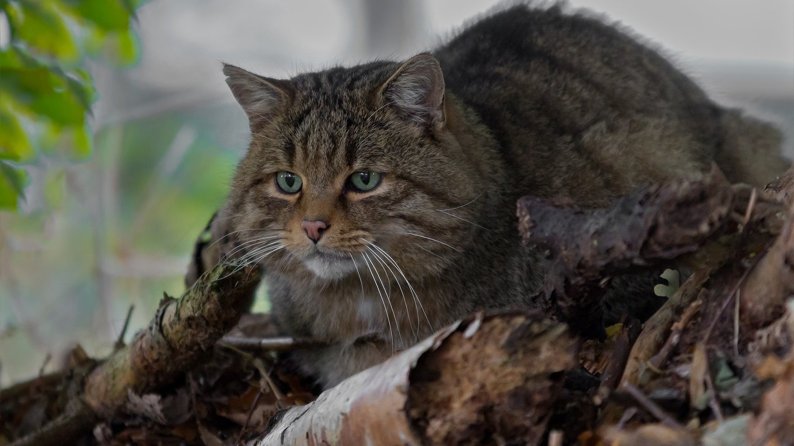 Обои глаза, усы, взгляд, дикая кошка, лесной кот, лесная кошка, eyes, mustache, look, wild cat, wildcat, forest cat разрешение 1920x1234 Загрузить