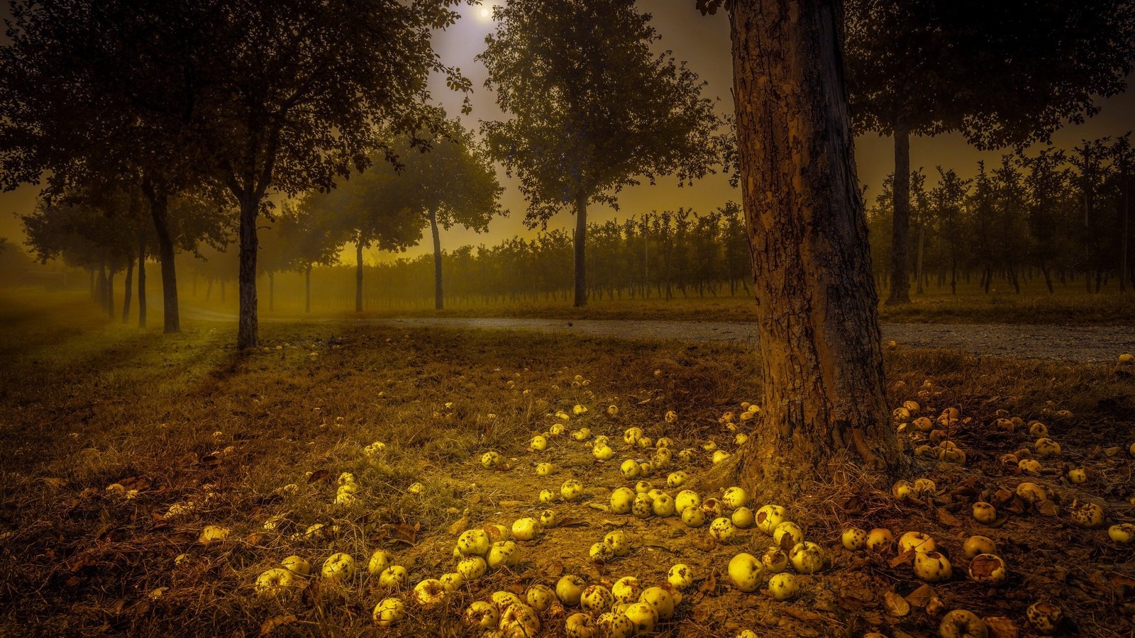 Обои дорога, ночь, деревья, яблоки, road, night, trees, apples разрешение 2048x1383 Загрузить