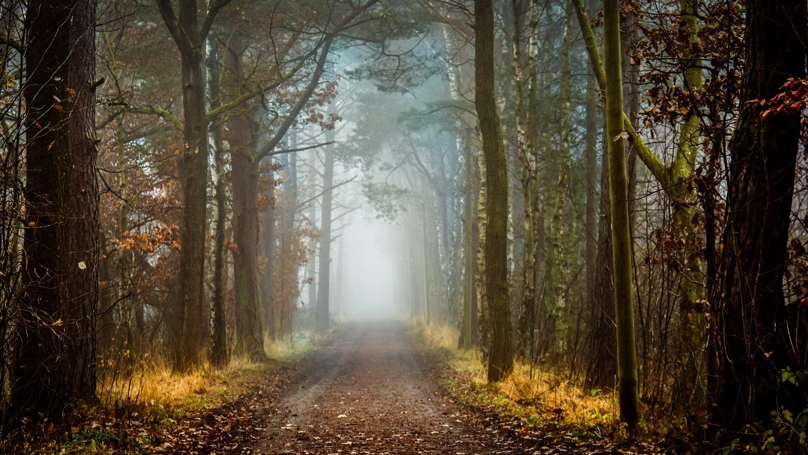 Обои дорога, деревья, природа, лес, осень, road, trees, nature, forest, autumn разрешение 2560x1626 Загрузить