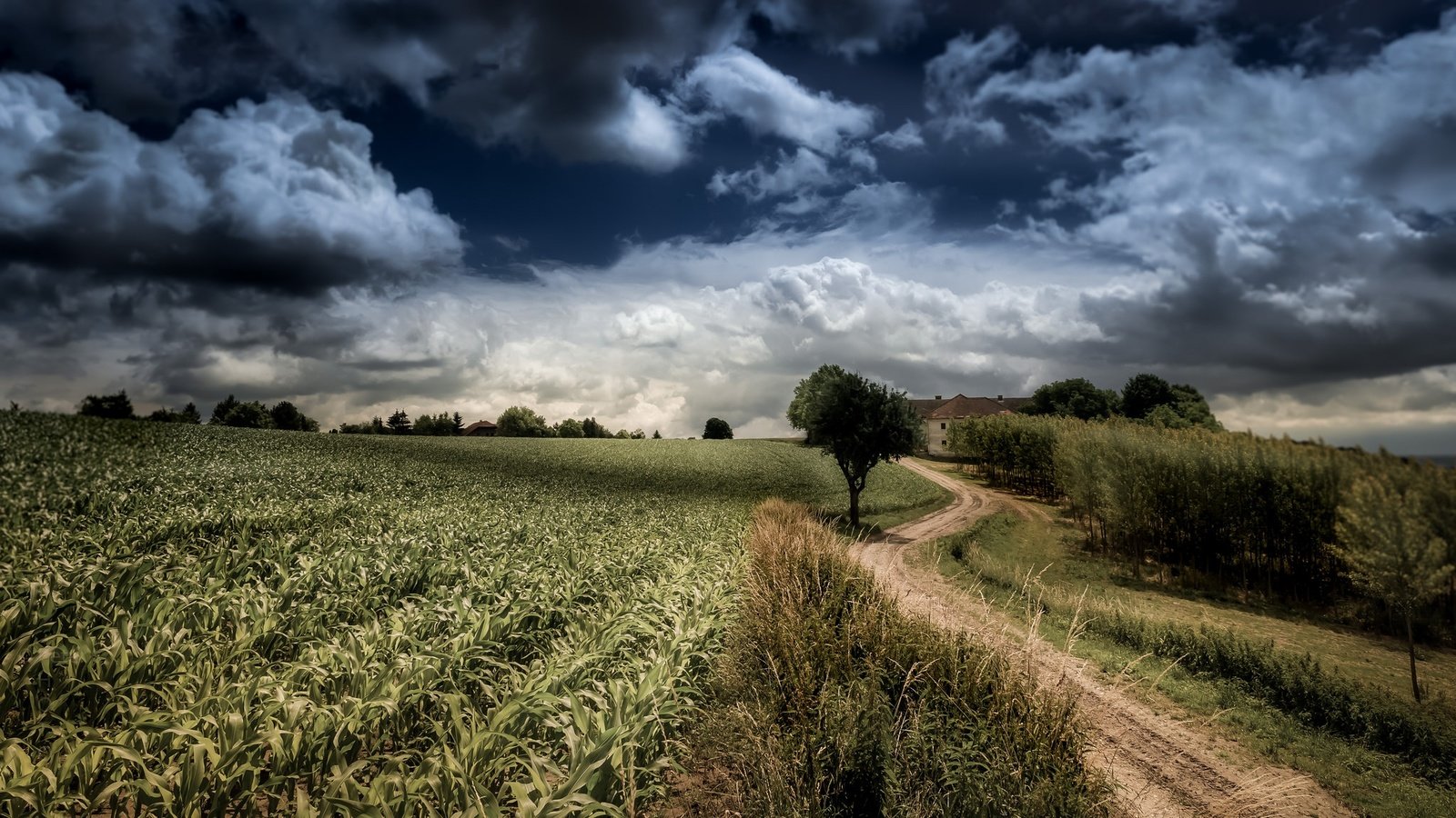 Обои небо, дорога, облака, деревья, природа, поле, the sky, road, clouds, trees, nature, field разрешение 2048x1152 Загрузить