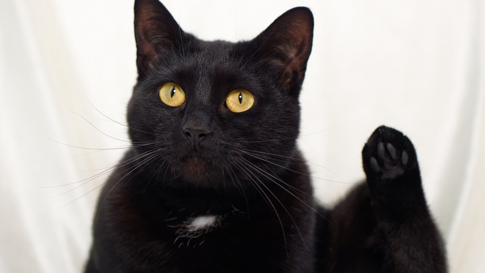 Обои глаза, кот, усы, взгляд, черный, eyes, cat, mustache, look, black разрешение 2048x1463 Загрузить