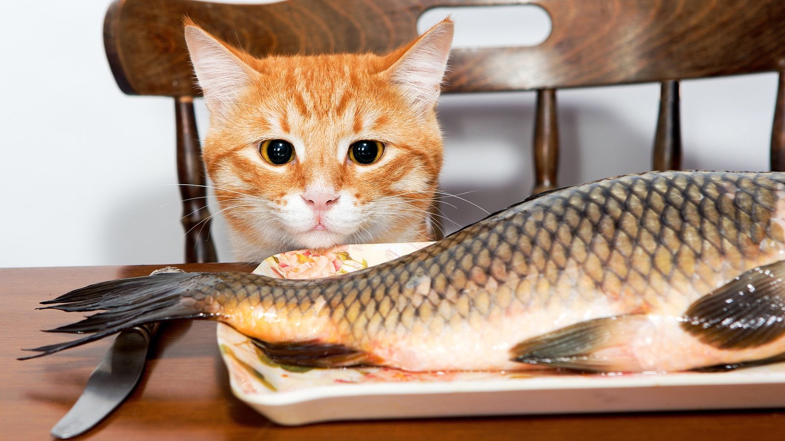Обои глаза, мордочка, кошка, взгляд, уши, хвост, рыба, eyes, muzzle, cat, look, ears, tail, fish разрешение 3750x2500 Загрузить
