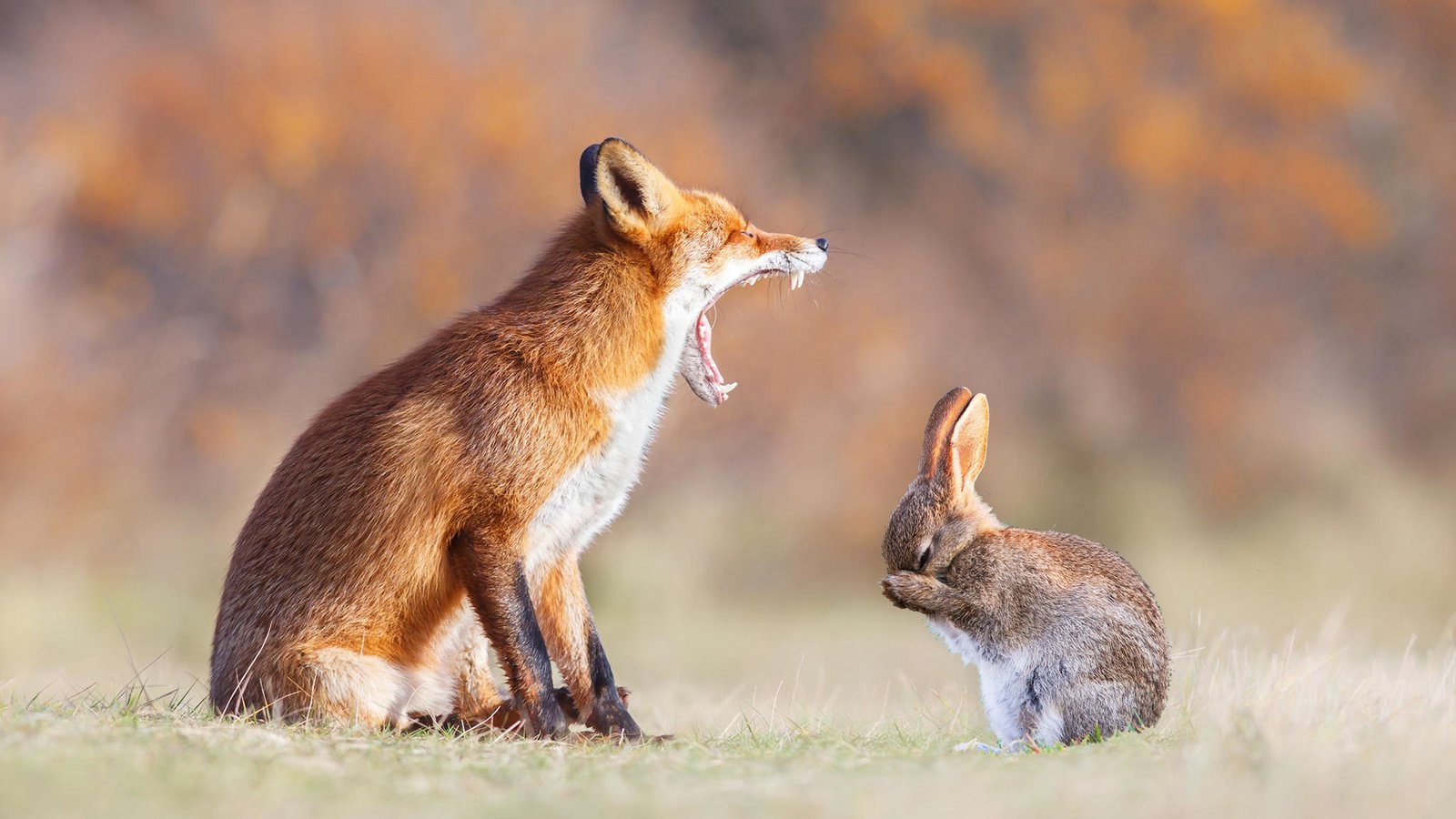 Обои животные, лапы, рыжая, лиса, зубы, уши, пасть, заяц, animals, paws, red, fox, teeth, ears, mouth, hare разрешение 1920x1200 Загрузить