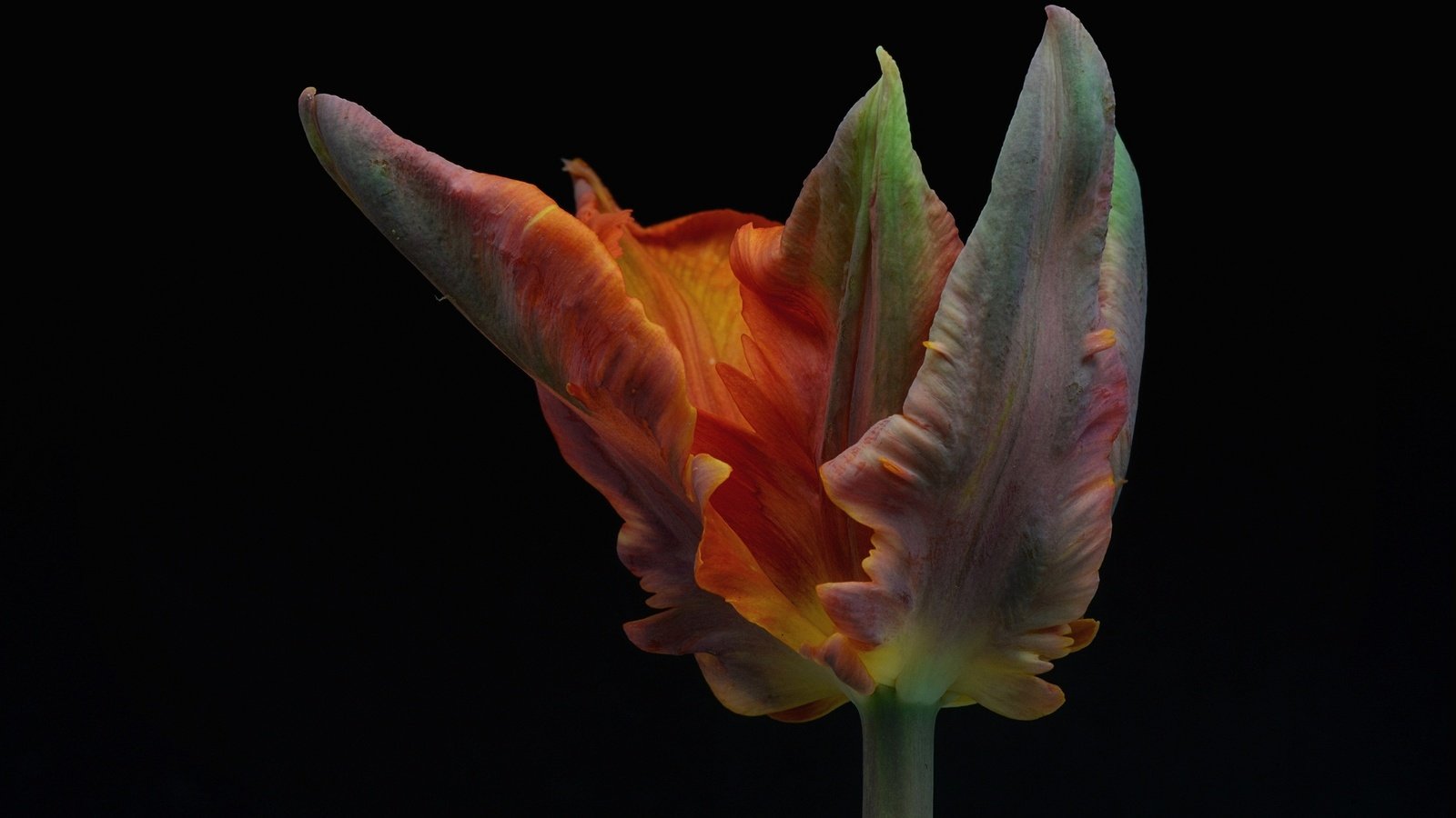Обои цветок, лепестки, черный фон, тюльпан, flower, petals, black background, tulip разрешение 2048x1367 Загрузить