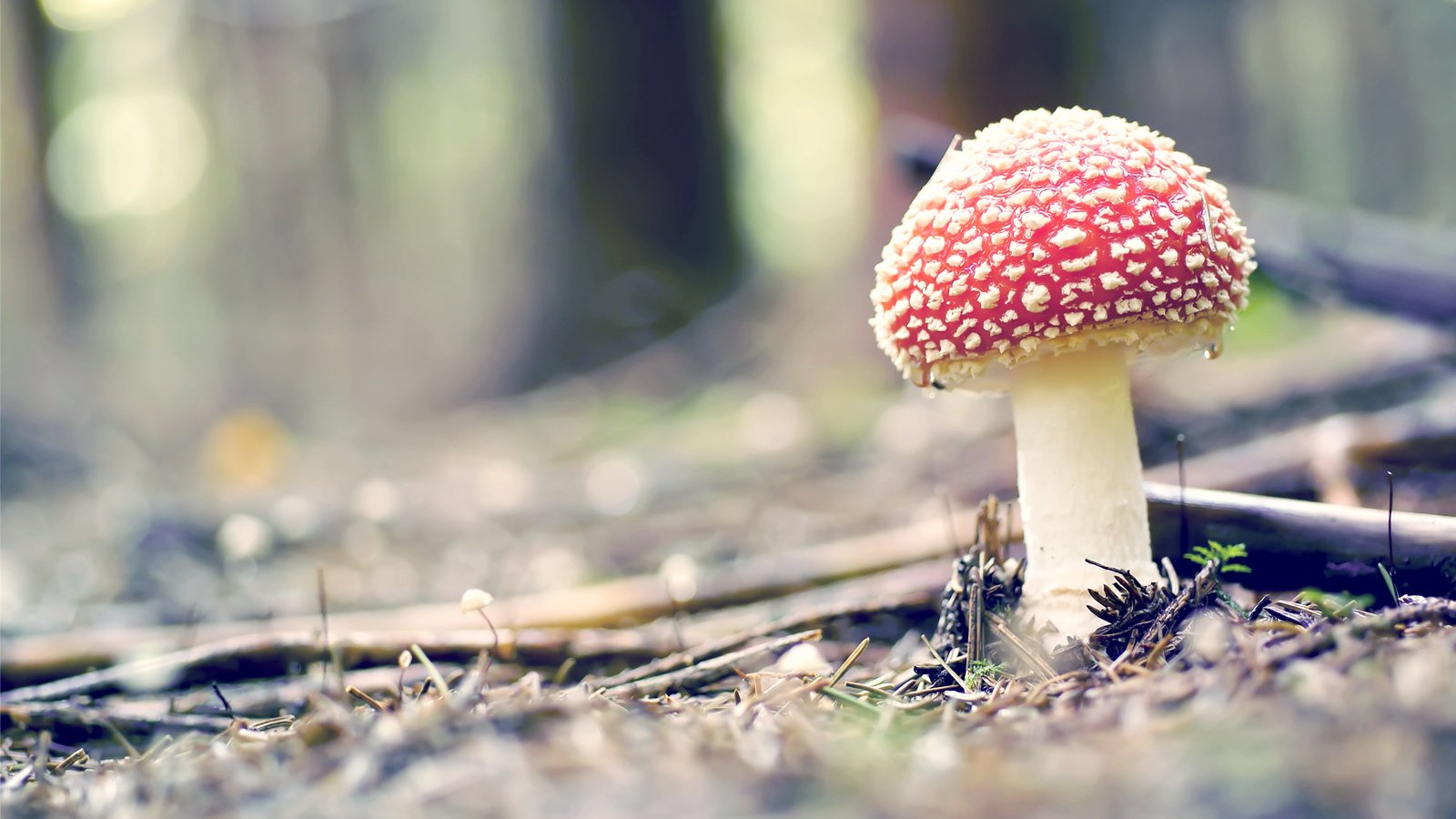 Обои природа, лес, макро, гриб, мухомор, боке, nature, forest, macro, mushroom, bokeh разрешение 2560x1600 Загрузить