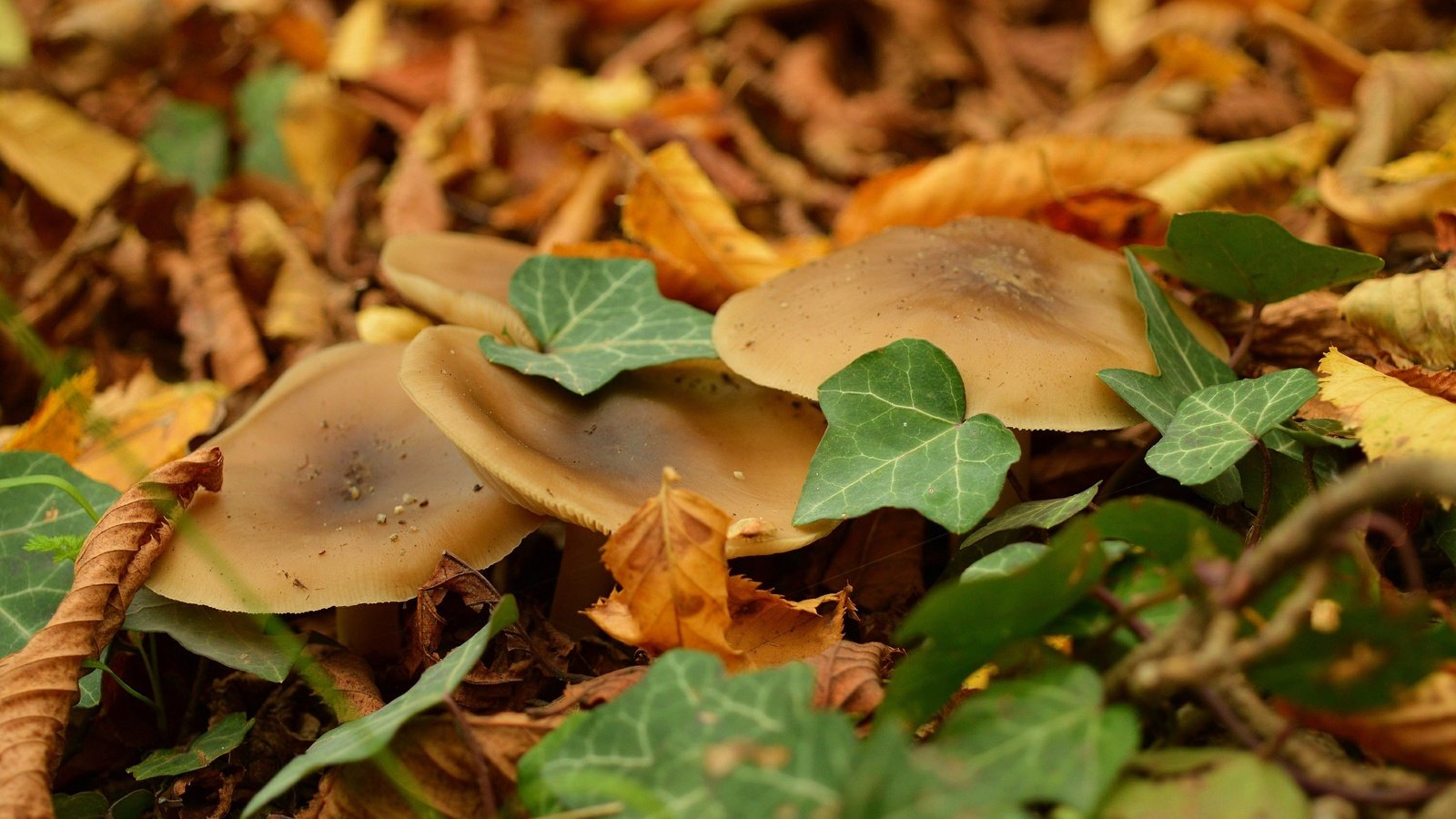 Обои листва, осень, грибы, foliage, autumn, mushrooms разрешение 3000x1915 Загрузить