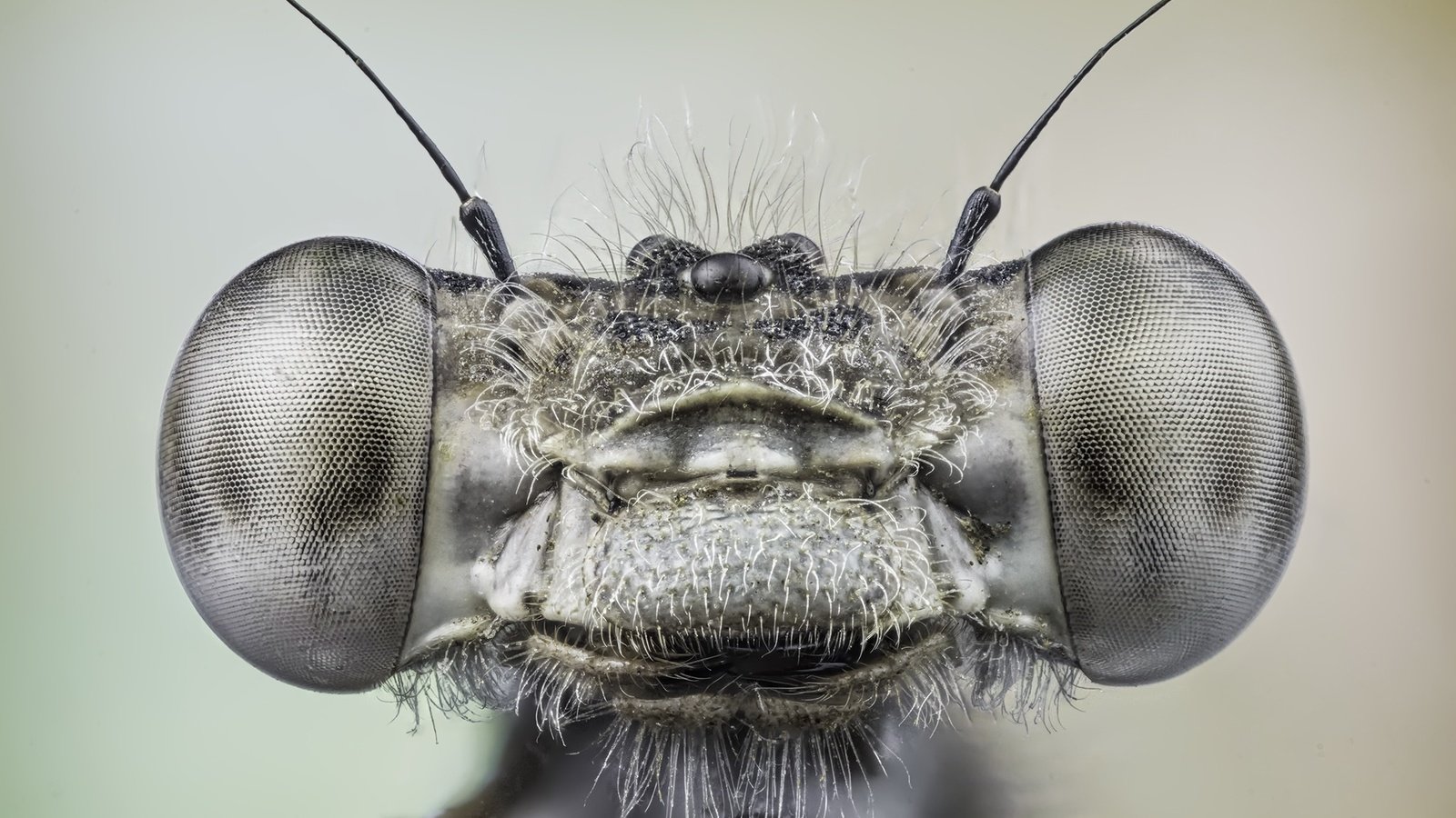 Обои глаза, макро, насекомое, стрекоза, miguel del canto nieto, eyes, macro, insect, dragonfly разрешение 2048x1293 Загрузить