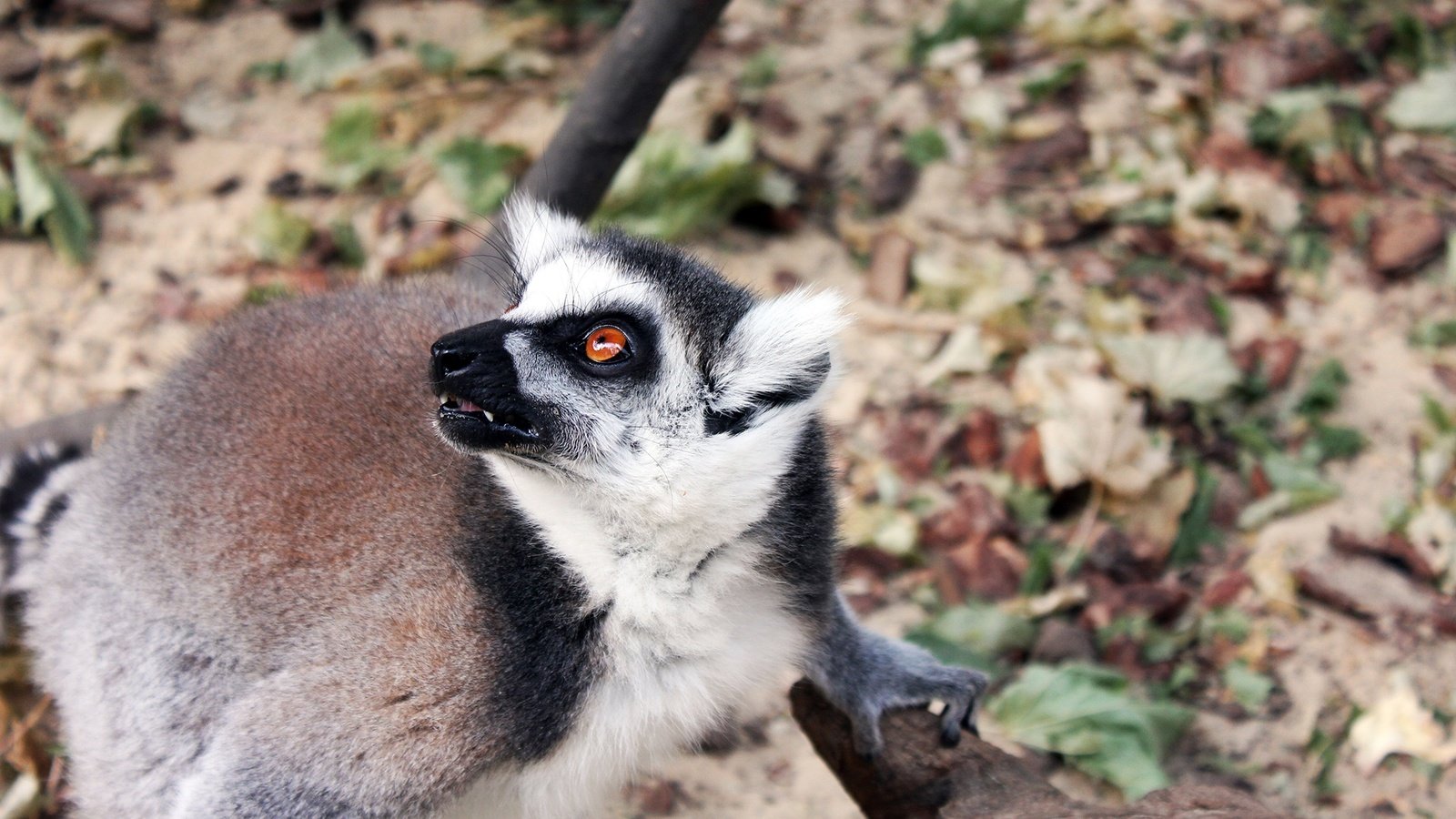 Обои морда, взгляд, зверек, мех, лемур, лапка, кошачий лемур, face, look, animal, fur, lemur, foot, a ring-tailed lemur разрешение 2560x1600 Загрузить