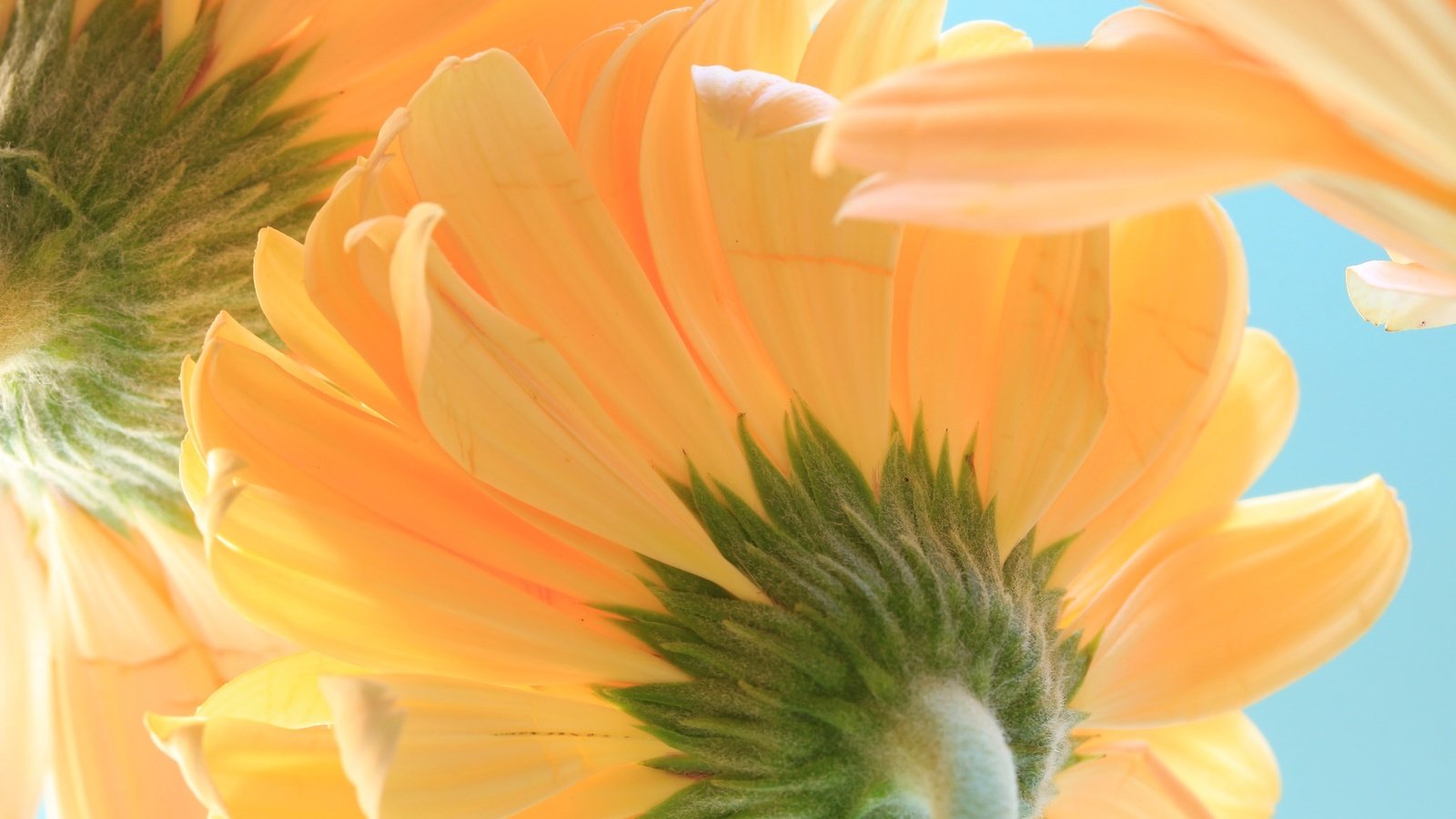 Обои небо, макро, лепестки, гербера, the sky, macro, petals, gerbera разрешение 2048x1365 Загрузить