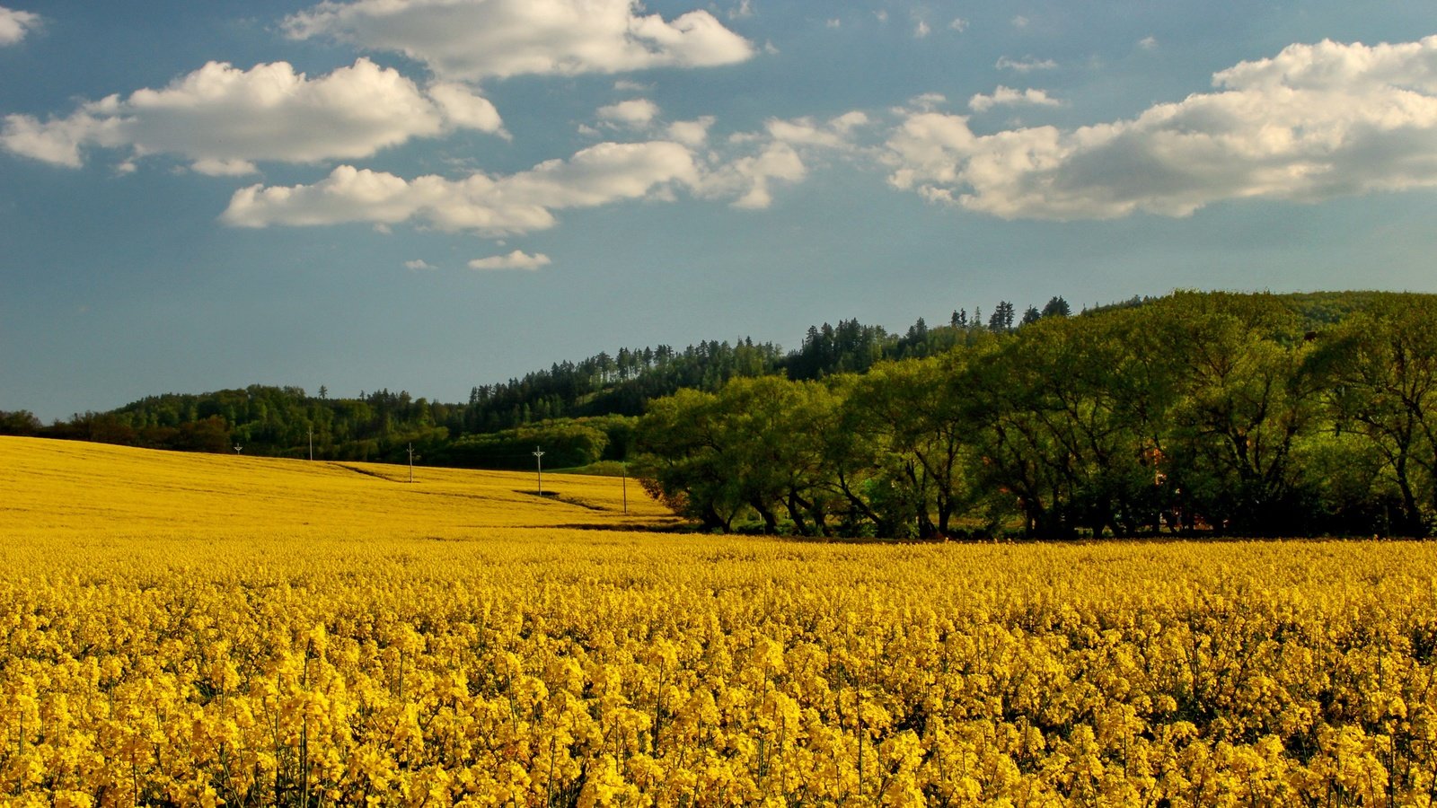 Обои небо, цветы, облака, деревья, поле, рапс, the sky, flowers, clouds, trees, field, rape разрешение 2700x1800 Загрузить