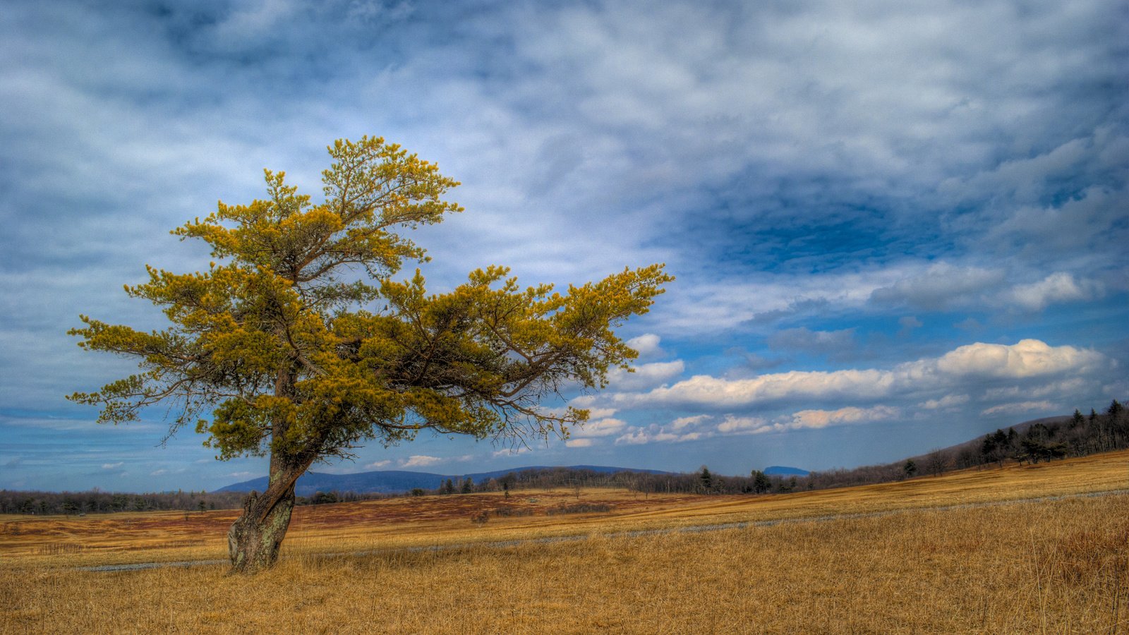 Обои небо, трава, облака, дерево, пейзаж, поле, the sky, grass, clouds, tree, landscape, field разрешение 2560x1600 Загрузить