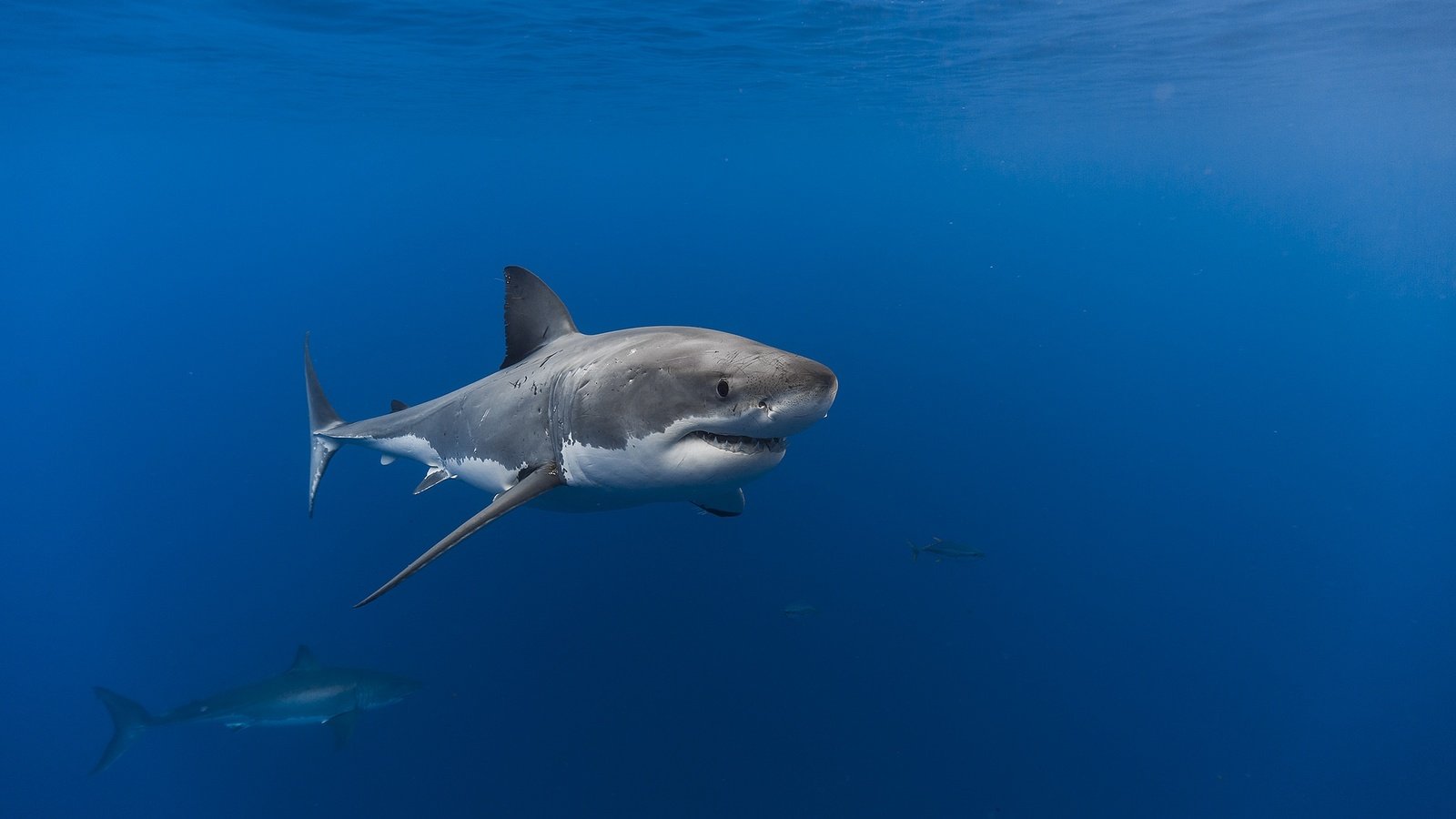 Обои океан, рыба, акула, подводный мир, the ocean, fish, shark, underwater world разрешение 2048x1365 Загрузить