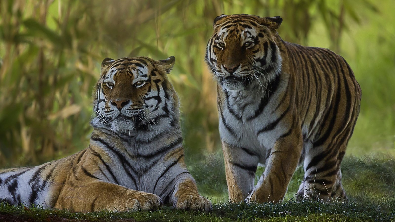 Обои парочка, дикая кошка, тигры, a couple, wild cat, tigers разрешение 2560x1579 Загрузить