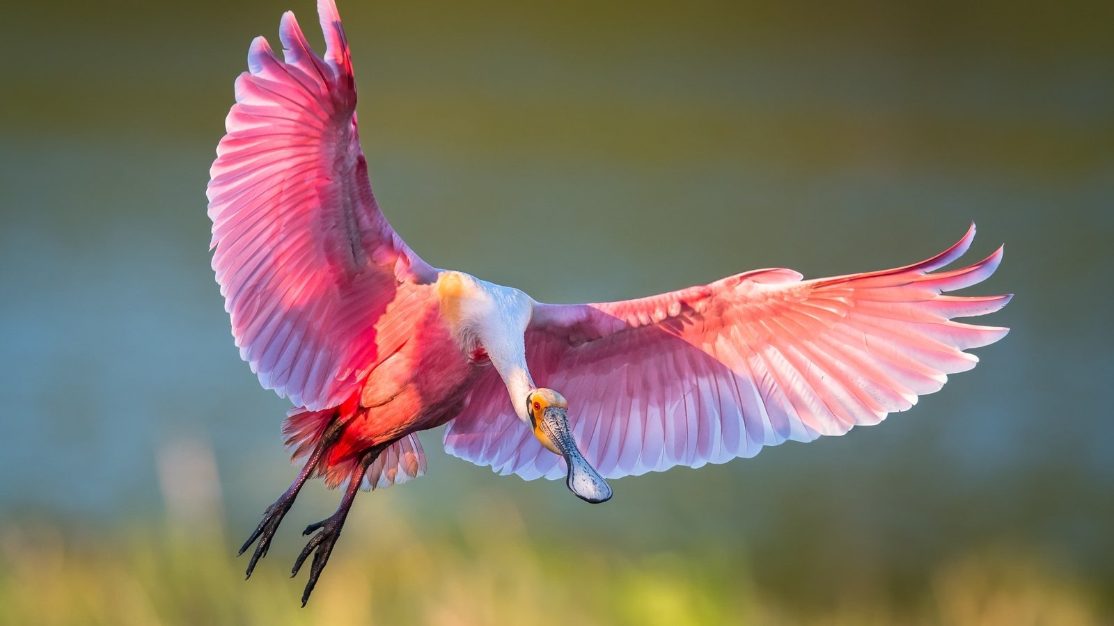 Обои полет, крылья, птица, клюв, перья, ибис, розовая колпица, flight, wings, bird, beak, feathers, ibis, roseate spoonbill разрешение 2500x1786 Загрузить