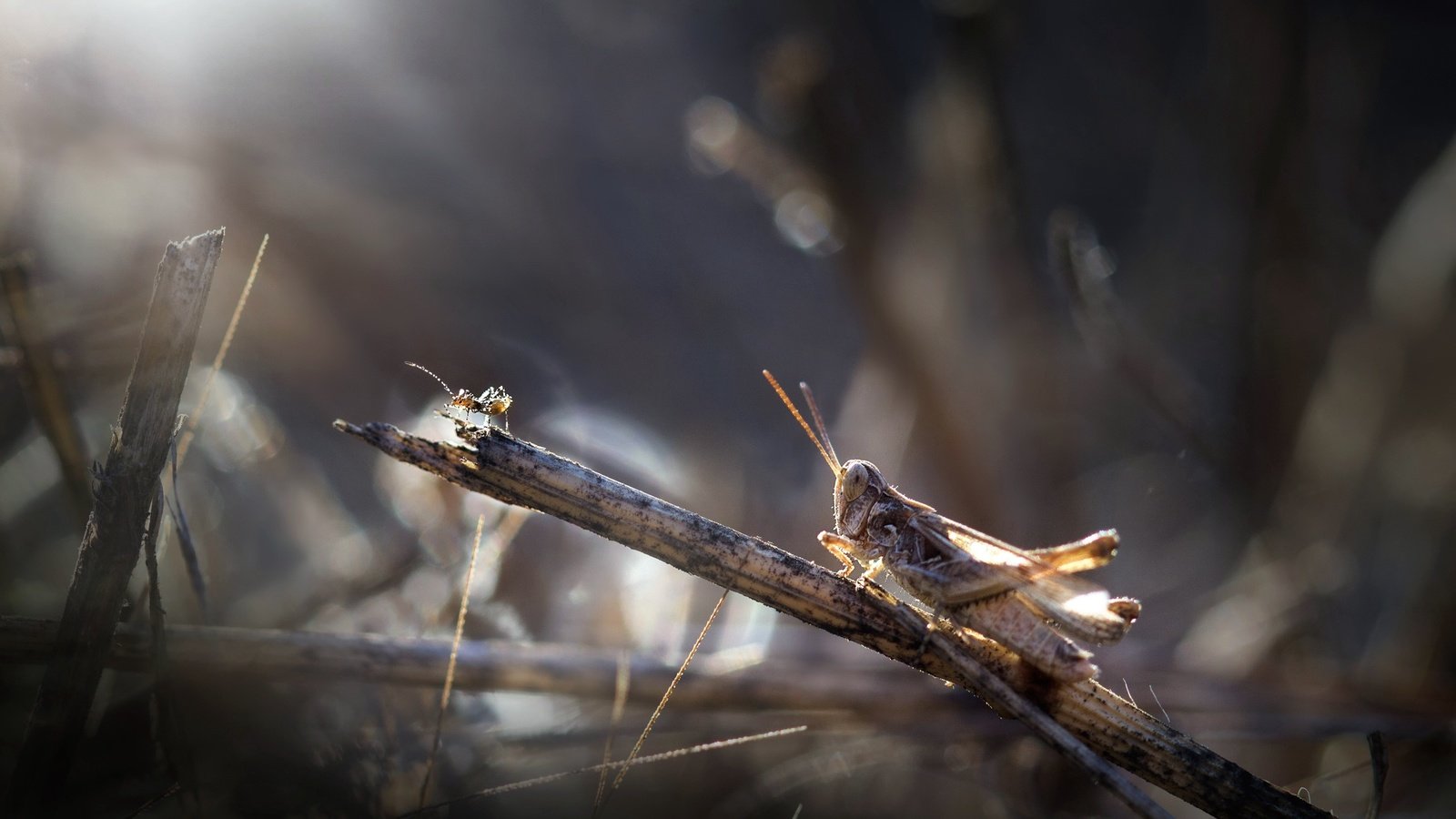 Обои природа, насекомое, фон, усы, кузнечик, травинка, nature, insect, background, mustache, grasshopper, a blade of grass разрешение 2560x1597 Загрузить